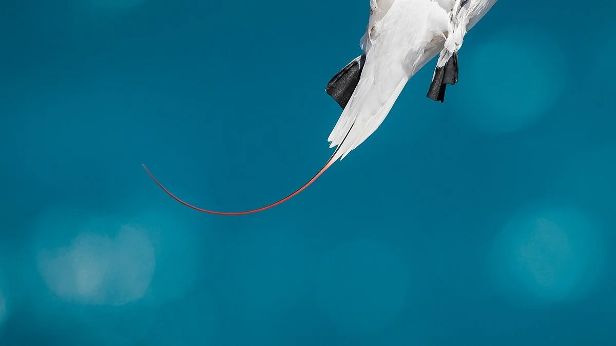 Red-tailed Tropicbird
.
Probably still my favourite photo of this species even though I&rsquo;ve been asked a number of times why I cropped the head off 😂
.
Always been a fan of simplicity and trying to distill things down to the barest form. Often 