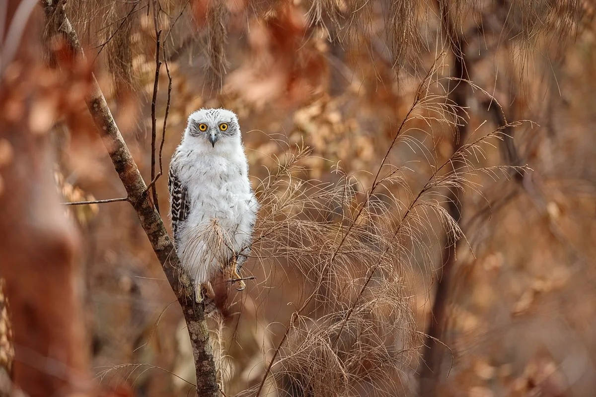 One of my favourite Powerful Owl shots from a few years ago after some bushfires. 
This juvenile was no doubt displaced and seen close to where I live. I couldn&rsquo;t resist shooting with the burnt orange background which helped the white floof pop