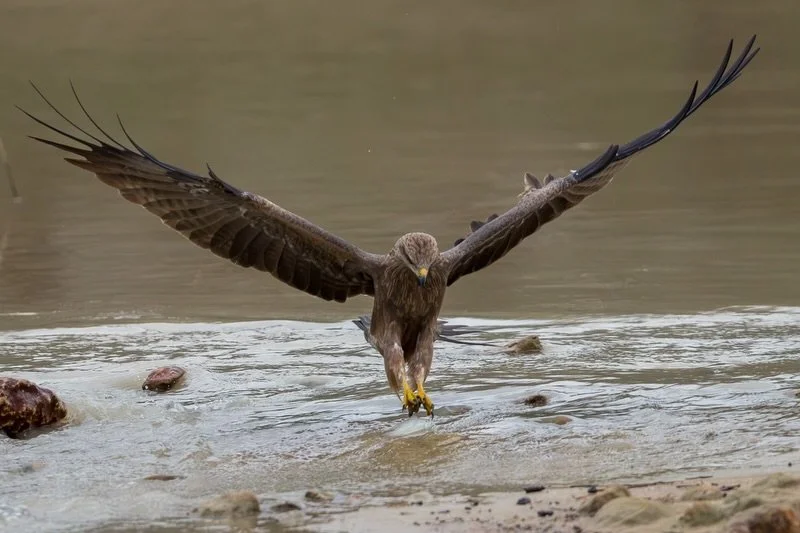 Black Kite fishing. 
Seems every watercourse is full of little fish trying to swim upstream, and therefore full of birds!
Light and angle weren&rsquo;t great but this sequence is from Cooper Creek this morning near Windorah. 
Great flight shot practi