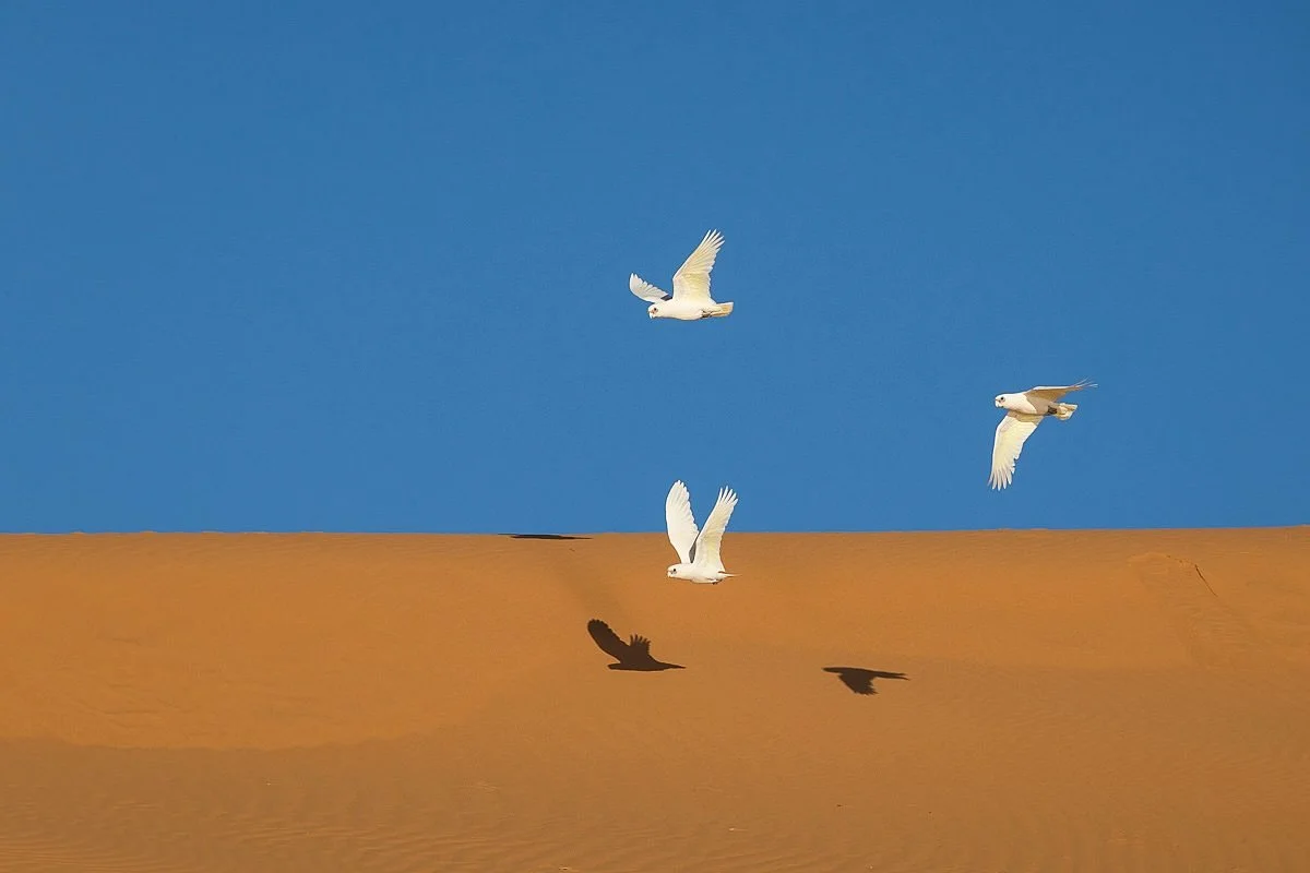 Red White and Blue
&hellip;ok it&rsquo;s more orange but the name of this sand dune is Big Red 😜
.
Had a stunning morning out at Big Red just west of Birdsville the other day. There was a flock of Corellas and of course some Black Kites flying aroun