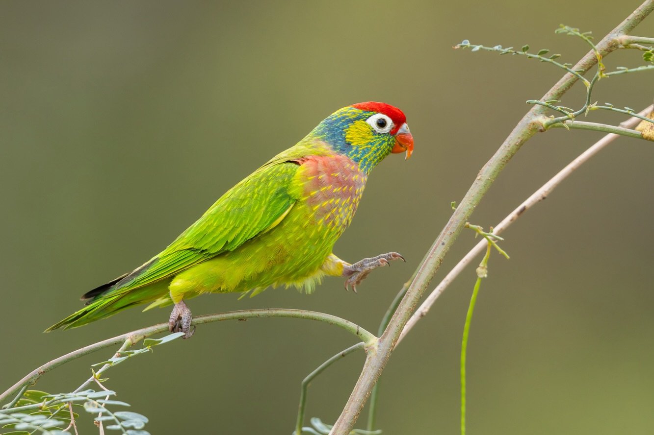Varied Lorikeet!
In my very limited experience with these guys, getting a decent close image has eluded me. So when I stopped at a park in Cloncurry this morning to drink my coffee I was happy to hear heaps and see some feeding in nearby trees. I was