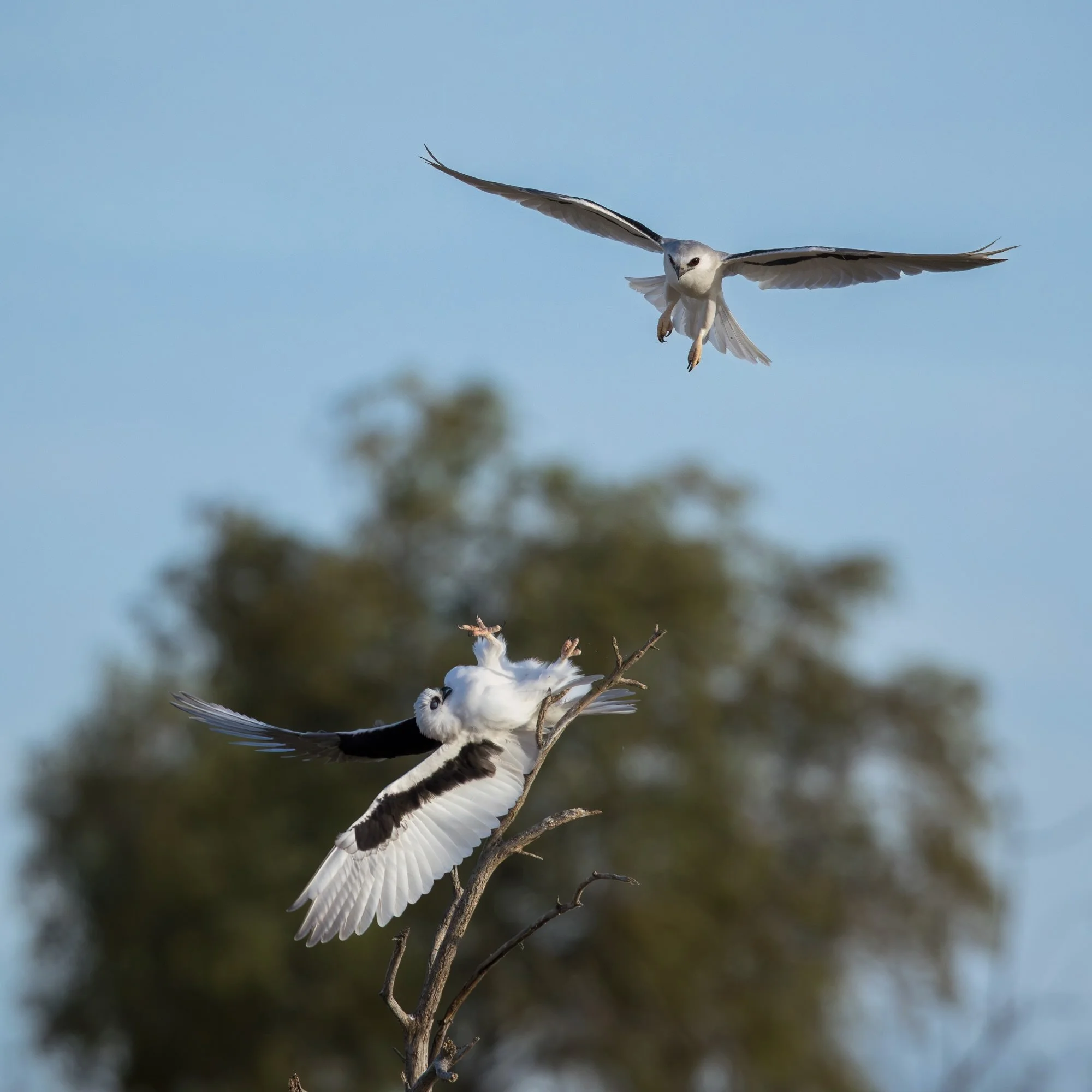 Letter-winged Kite
Here are just a few of the many shots I took on a recent #ChannelCountry recce and @flockwildlife tour near Boulia and Bedourie.
Always a thrill to see this species as they live in such remote areas. Superficially very similar to B