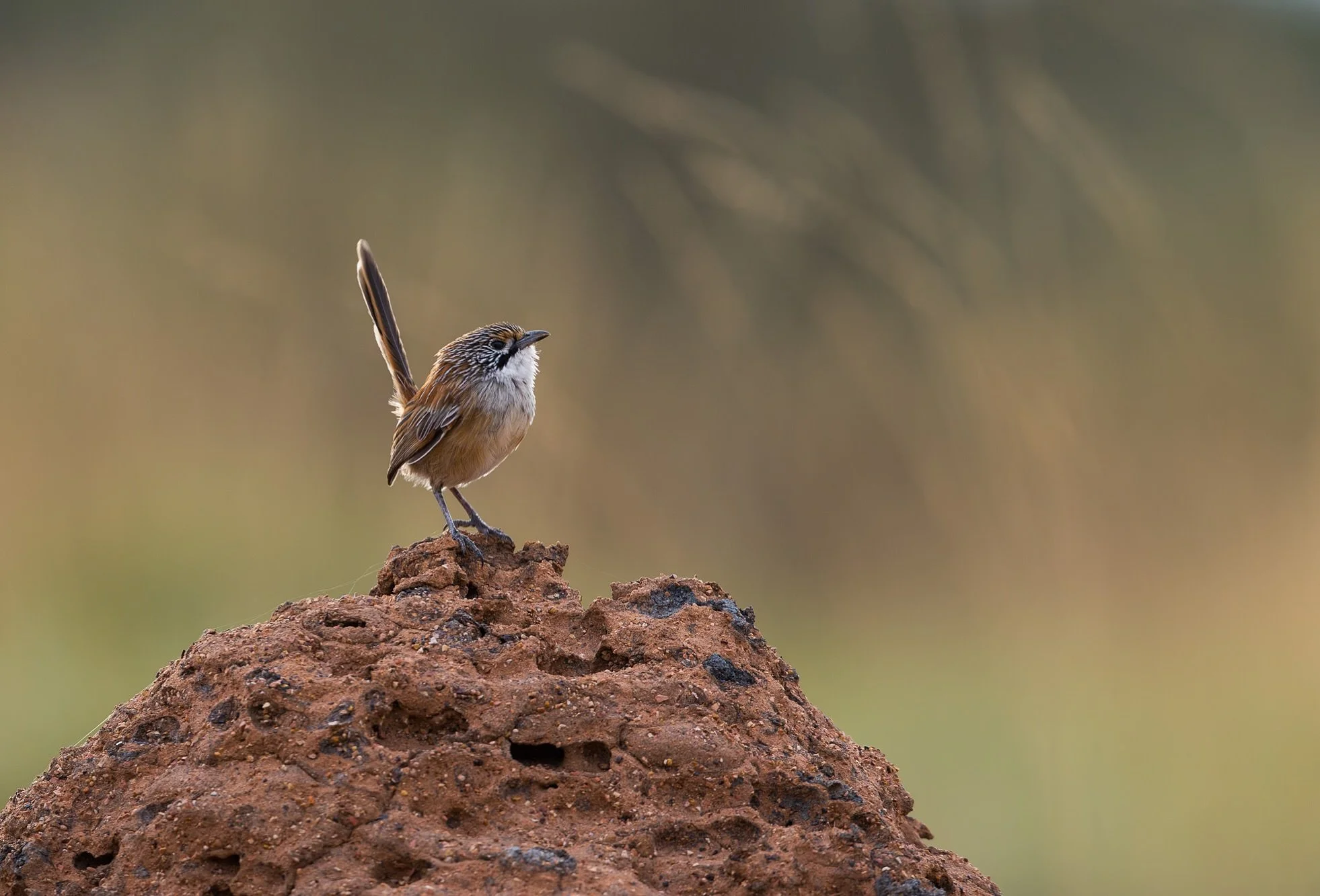 Opalton Grasswren
Stoked to have a few cool encounters with these little cuties recently. 
.
#opaltongrasswren #flockwildlifephotographytours #davidstowephotography