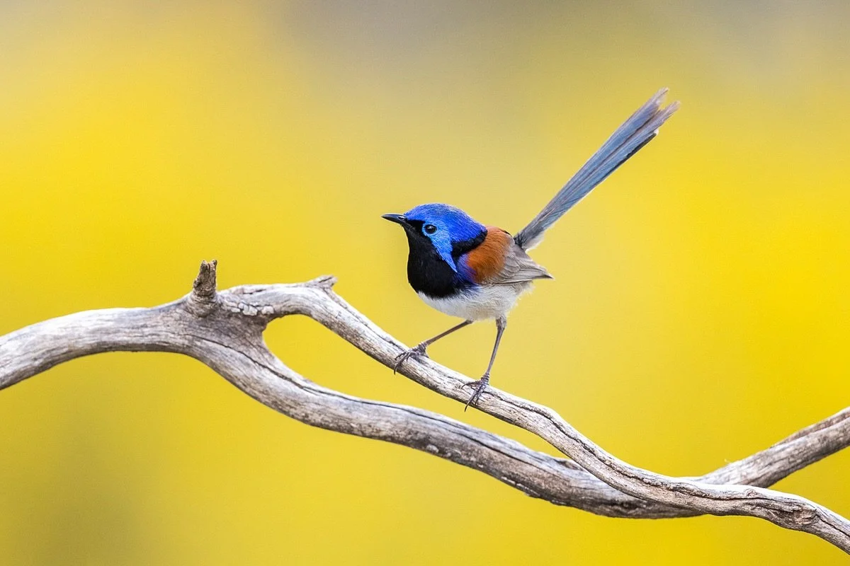 Purple-backed Fairywren against a wattle background from a little while ago out near Condobolin. 
So happy to get that pop of colour behind him 💙💛
.
#purplebackedfairywren #davidstowephotography