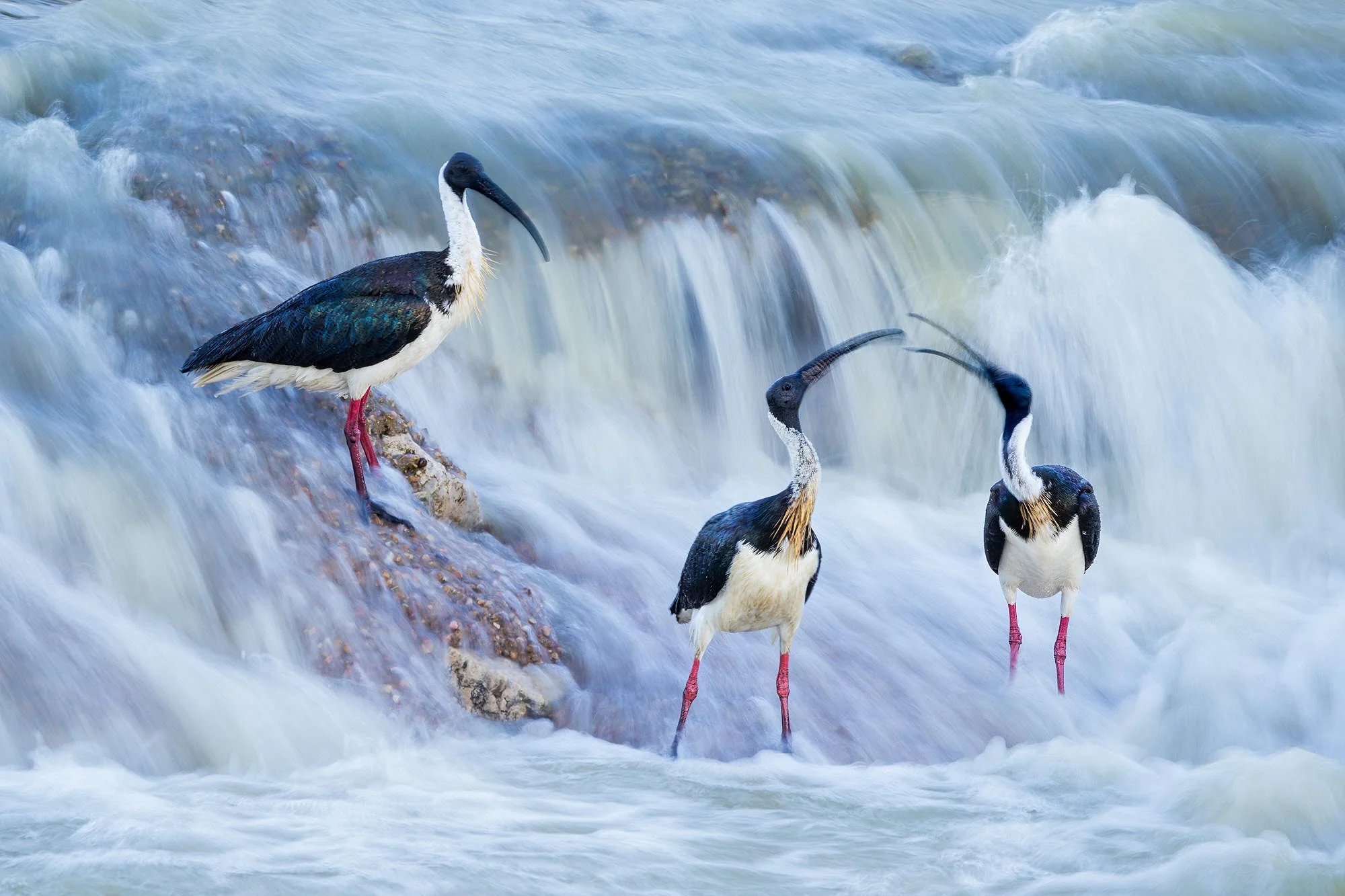 Straw-necked Ibis near Bedourie from my recent channel country tour.
A number of rivers were pumping with fish and waterbirds which was awesome to see. 
I slowed the shutter speed down to 1/10th to blur the water and I quite like the subsequent blurr