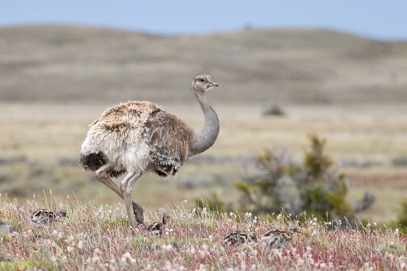Lesser Rhea. 
.
Lucky it&rsquo;s alive and not a goner &hellip; Rhea
I&rsquo;ll see myself out 🤦&zwj;♂️😂
.
As an Australian we&rsquo;re used to seeing large flightless birds but these guys are so different to our emus and cassowaries. A lot more si
