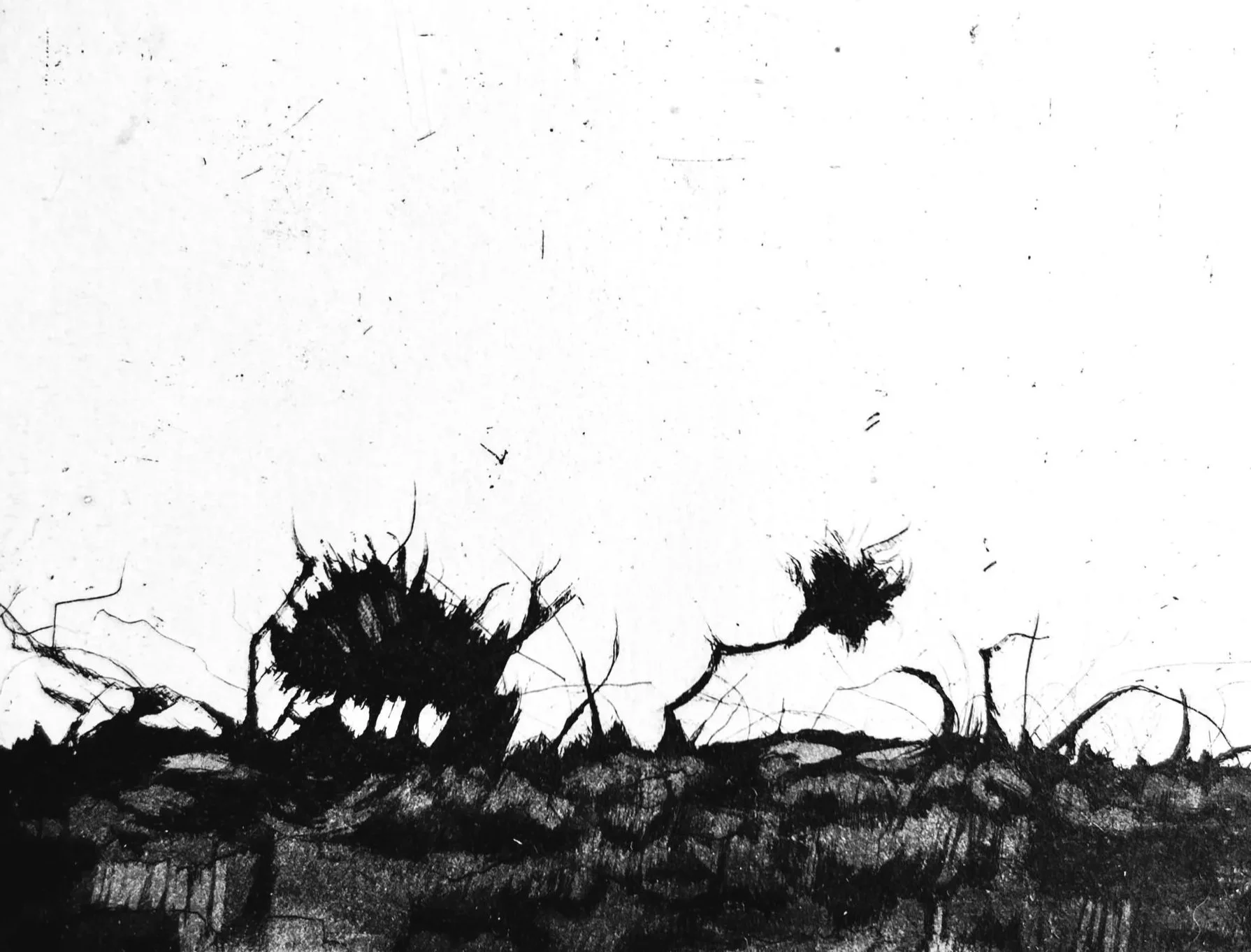 Cornish wall 1 study (aquatint)