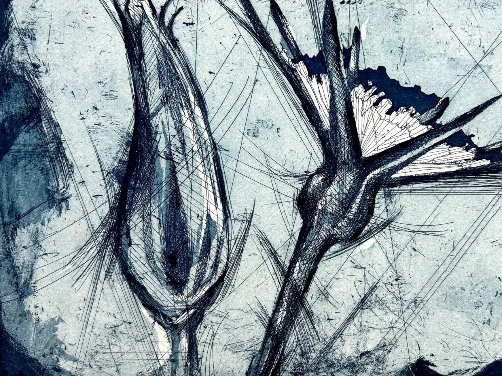 Goatsbeard bud & flower (aquatint and etch)