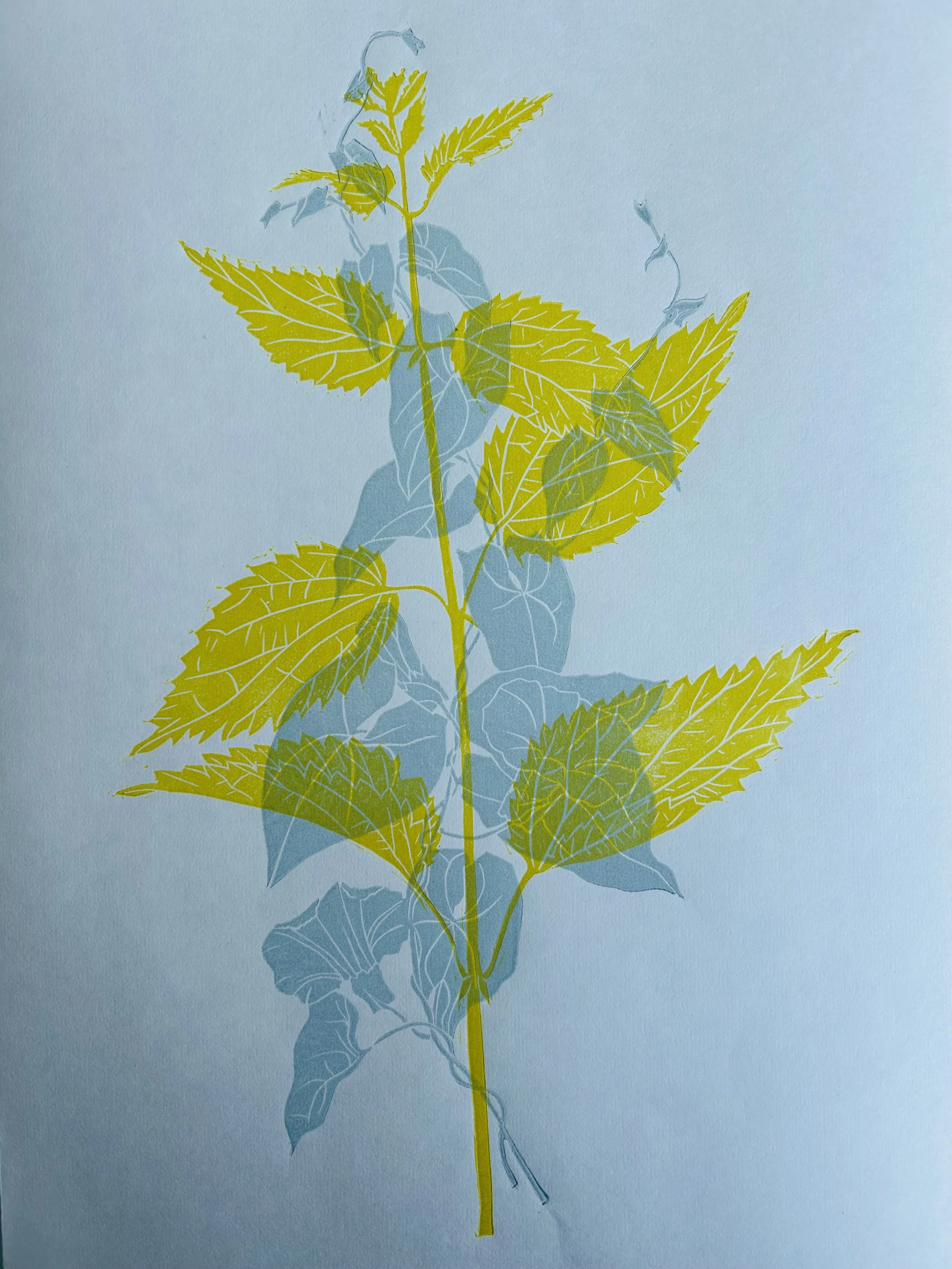 Nettle & Bind Weed