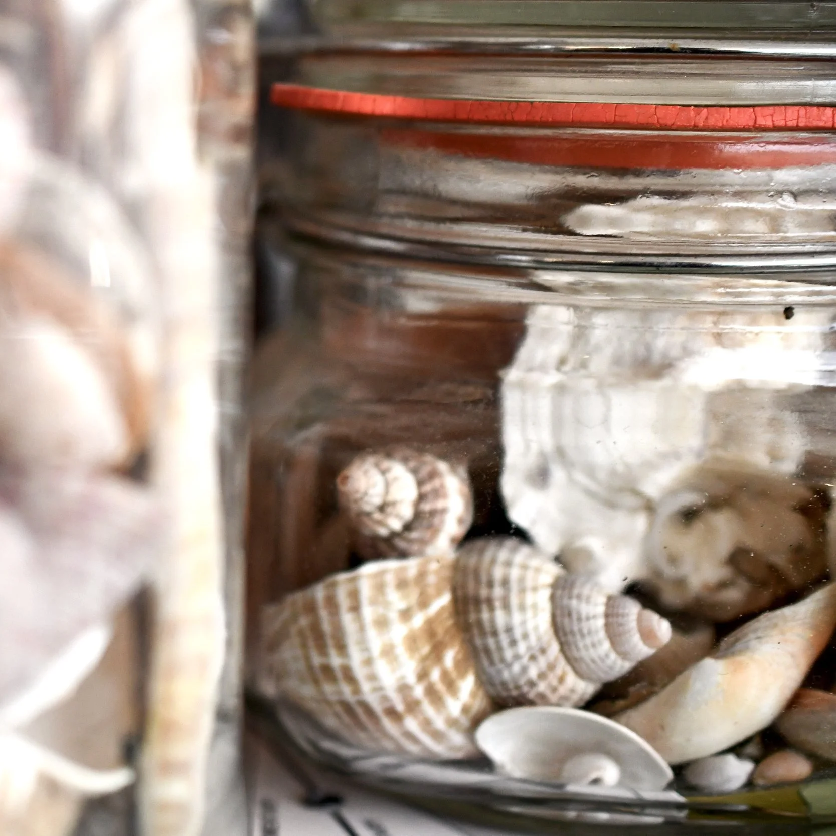 natural+science+shells+in+jar+macro.png