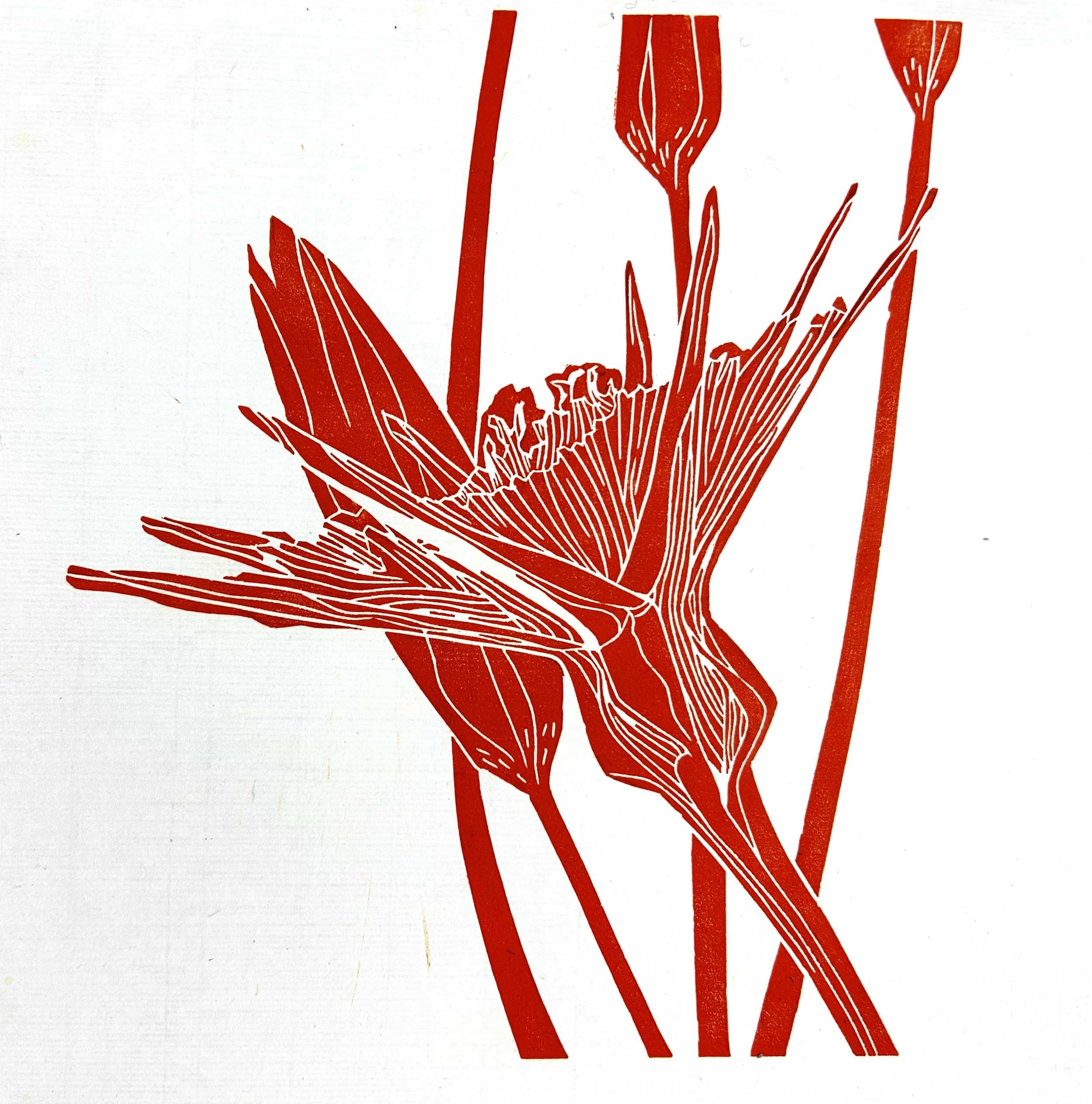 goats beard 3 / 240 x 240 linocut ©TrishEvans2024