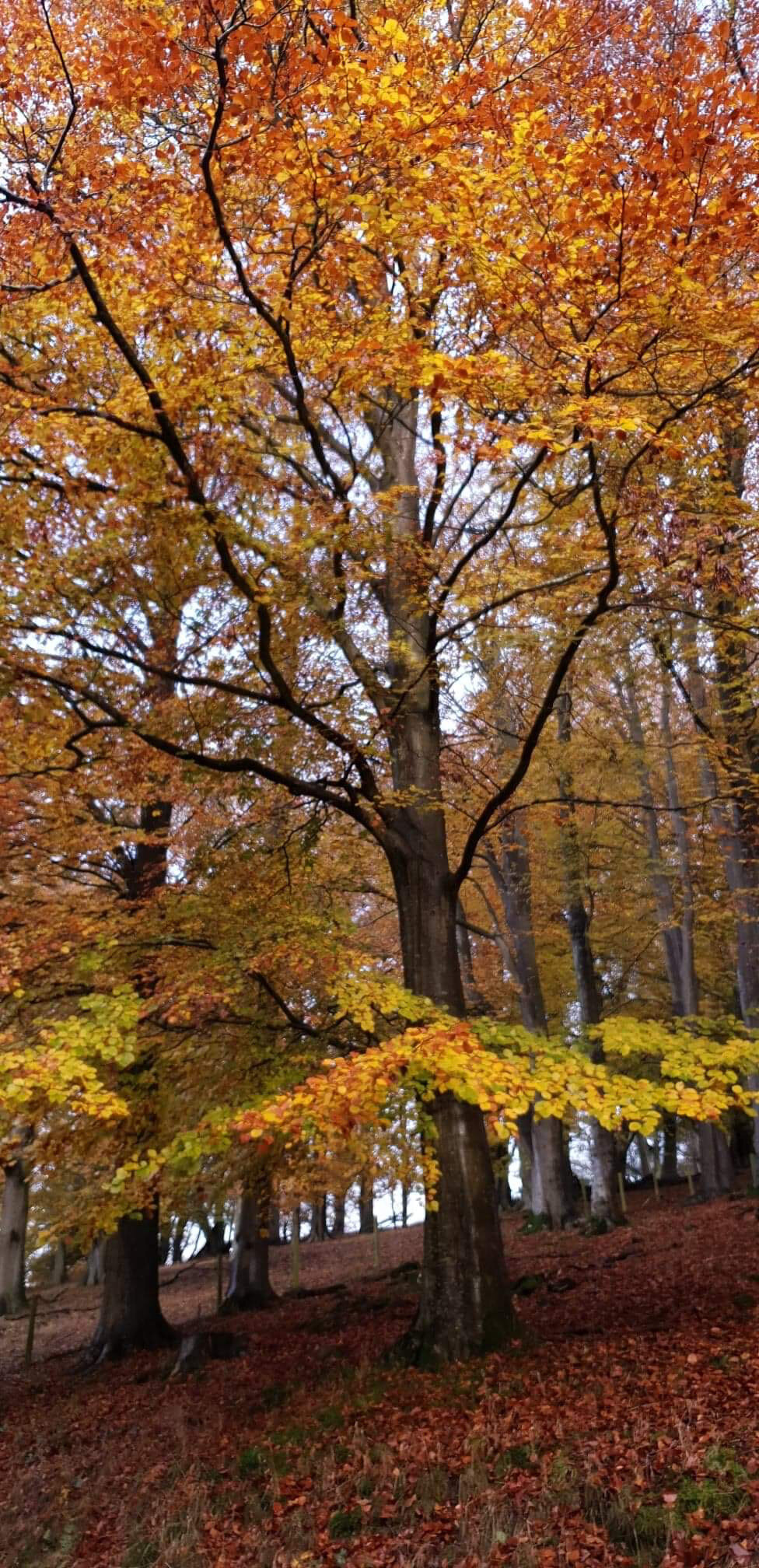 Stepping out of my back door.
Copyright © Tara Squibb 2022.