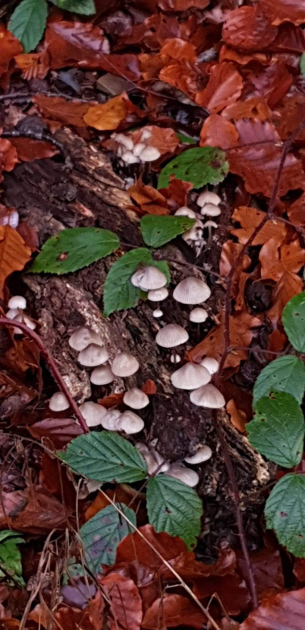 Stepping out of my back door.
Copyright © Tara Squibb 2022.