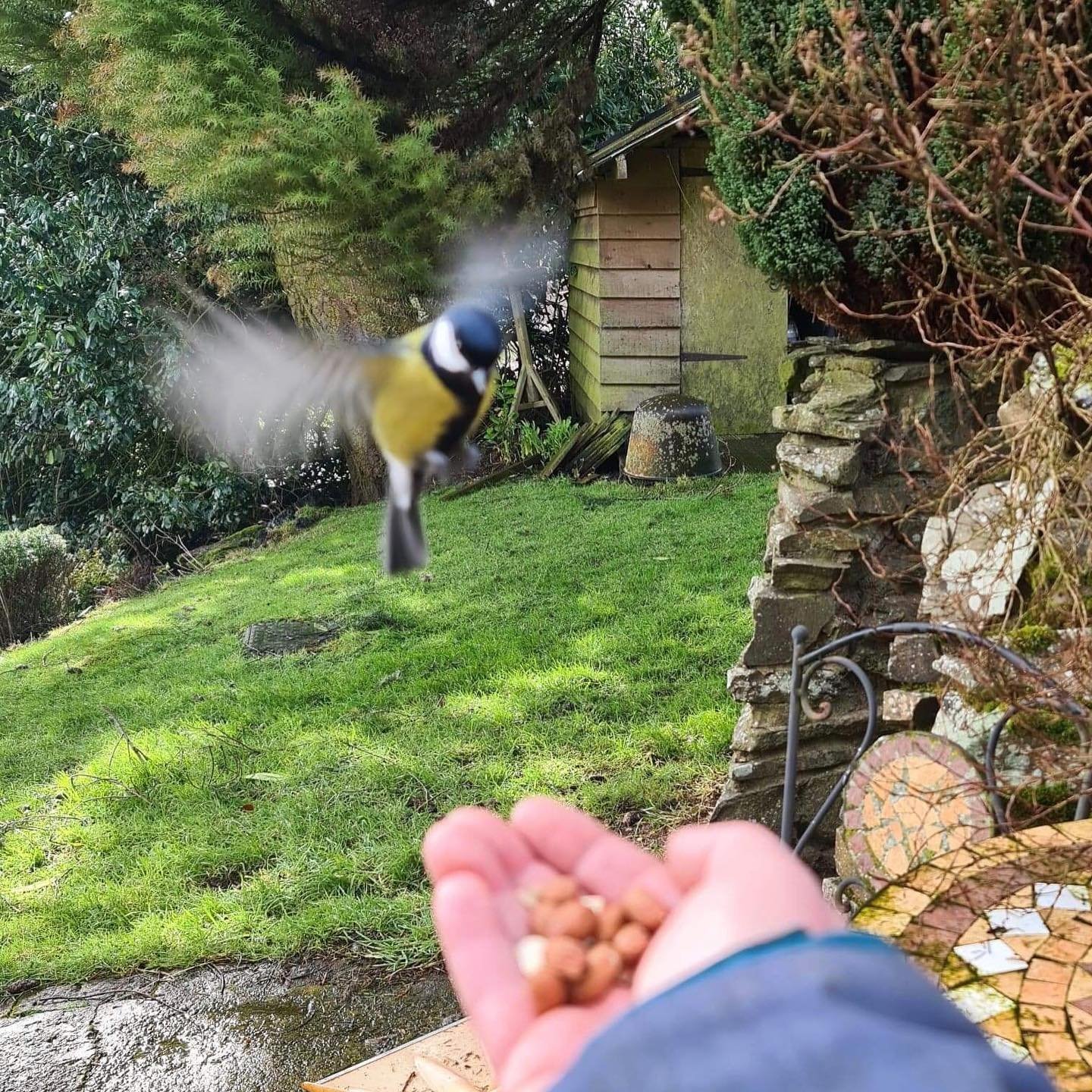 Stepping out of my back door.
Copyright © Tara Squibb 2022.