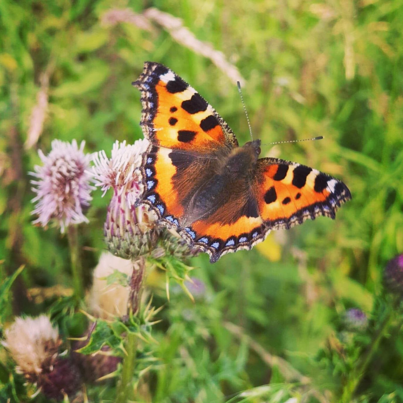 Stepping out of my back door.
Copyright © Tara Squibb 2022.