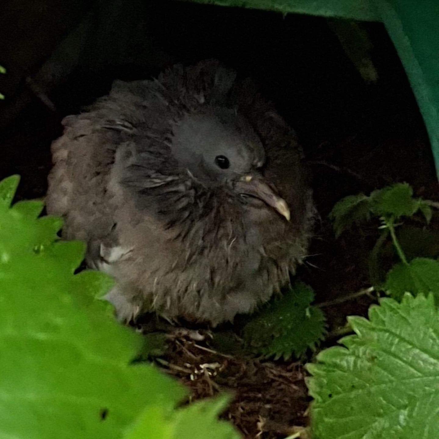 Stepping out of my back door.
Copyright © Tara Squibb 2022.