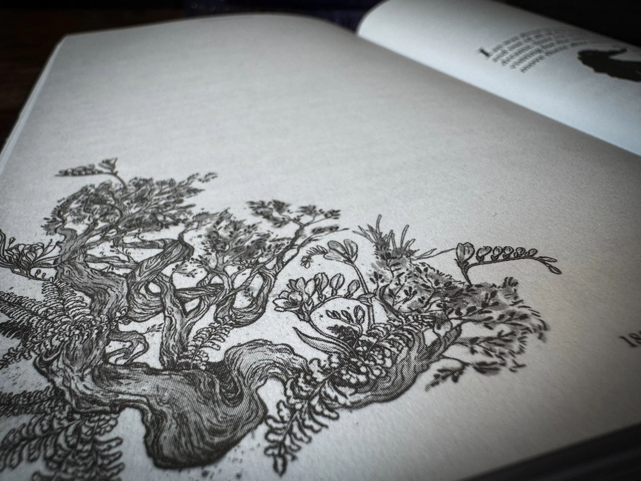 Illustrations by Georgie Croll