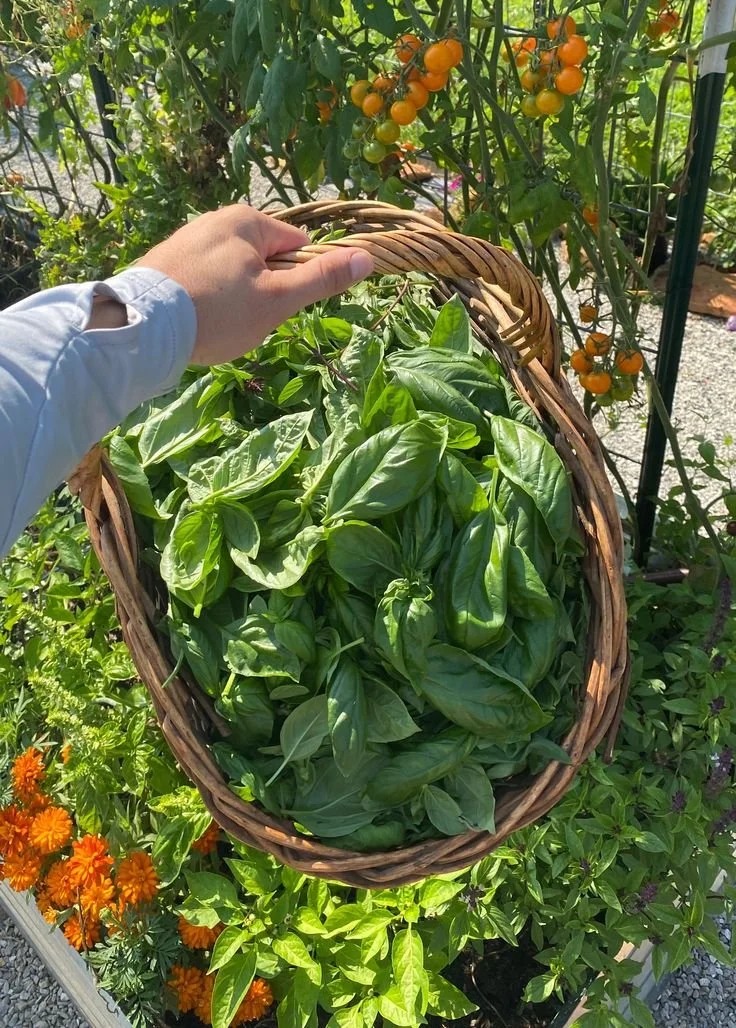 Basil harvest.jpg