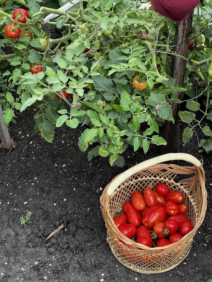 #tomatoplant #tomatoes #tomato #gardening #garden….jpg