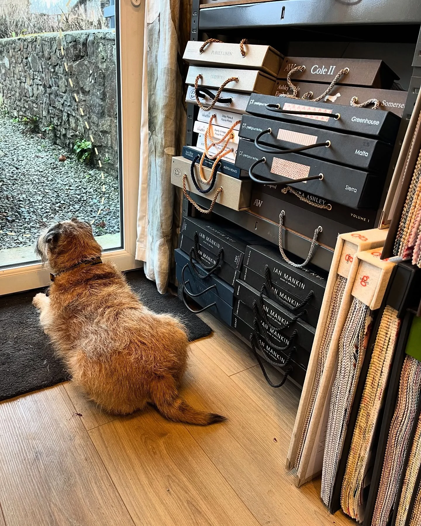 I have a new studio buddy on guard called Jakey. My son adopted him from the dogs trust @dogstrust @ellandjakey he’s 12 and lost his mummy so he has a new outlook for 2025 with overseeing the studio and curtains then a tour of Europe. What a gr