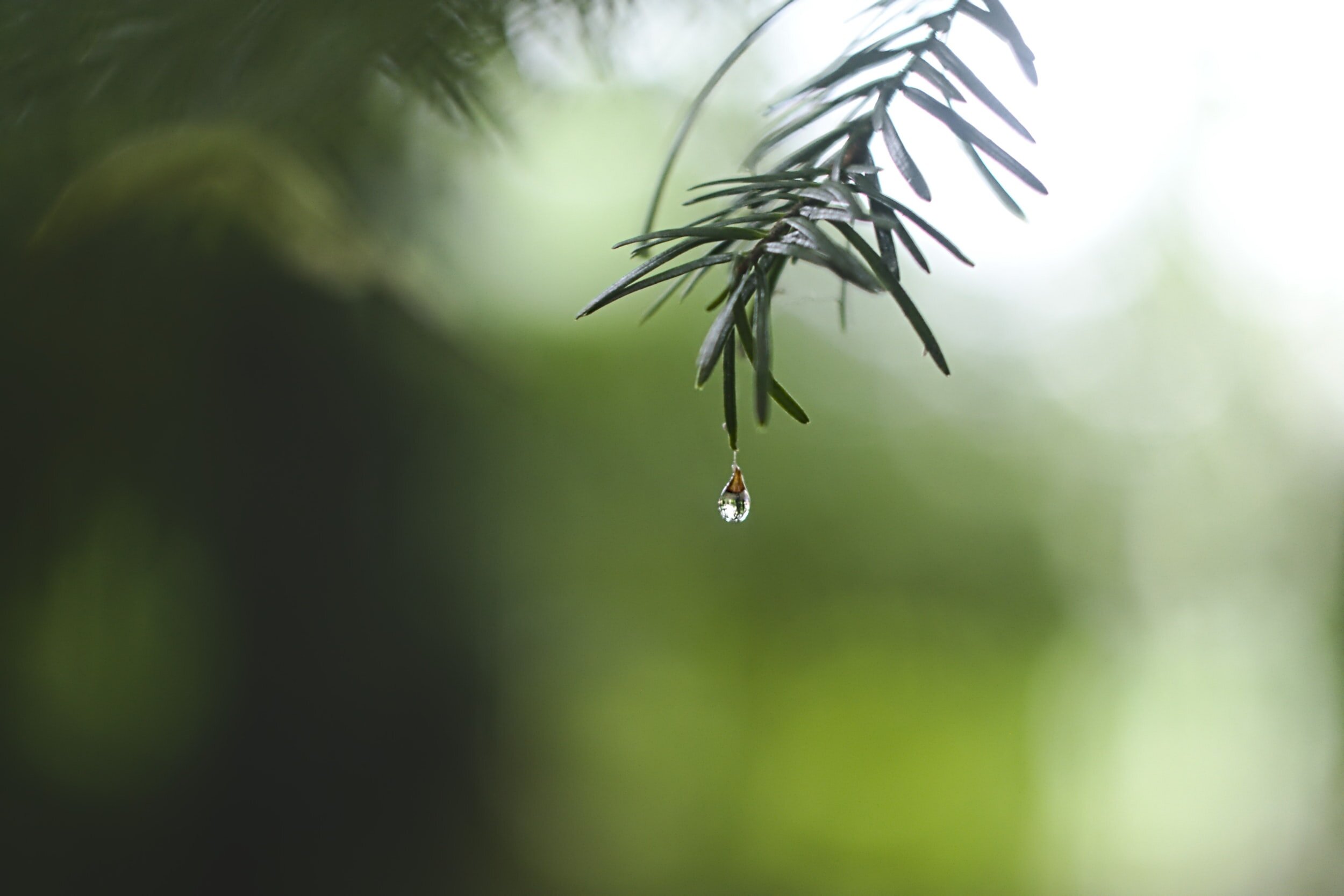 The Grief of Miscarriage