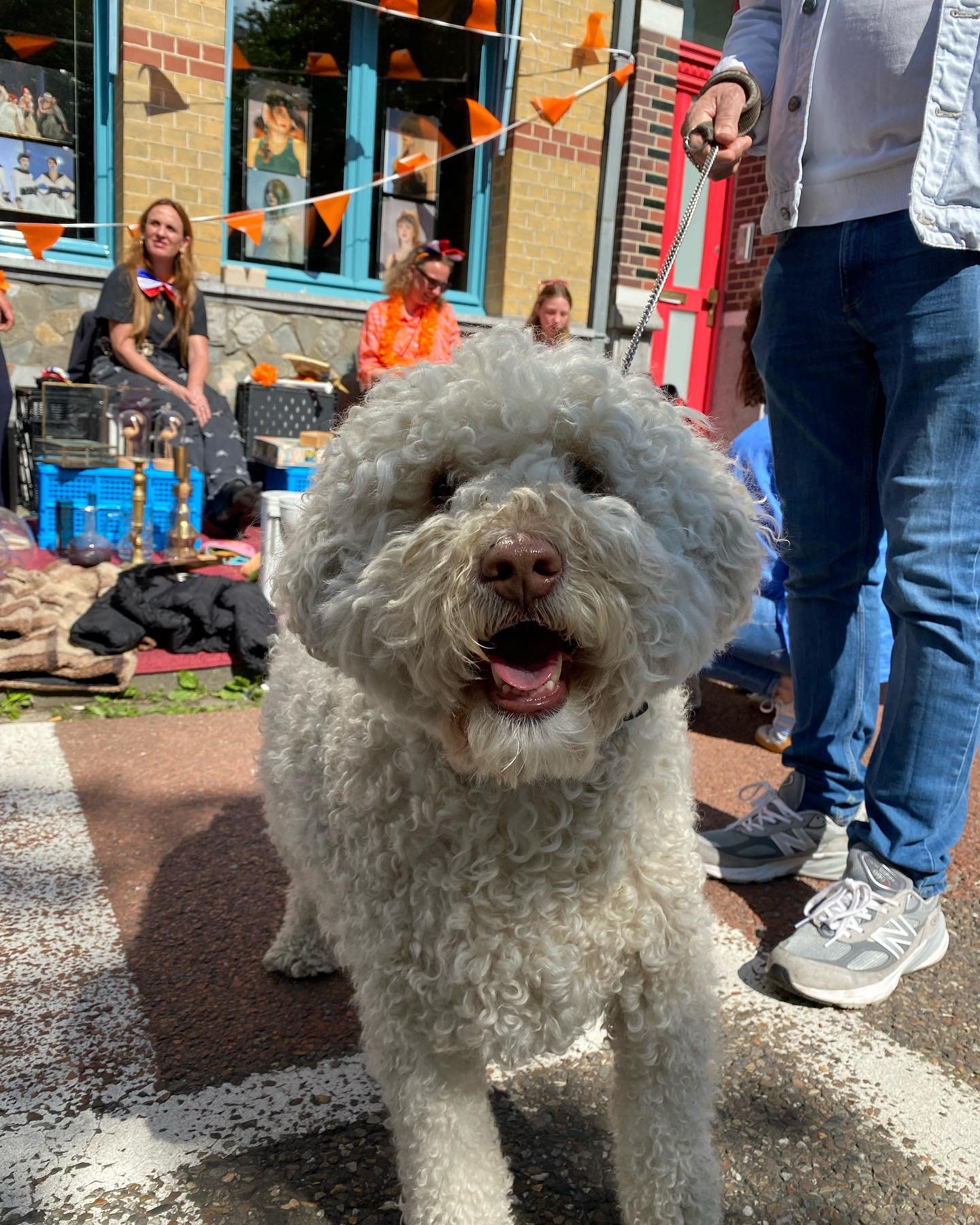 Sniffs, smiles, and secondhand gems &ndash; dogs of the Rommelmarkt! 🐶🐾