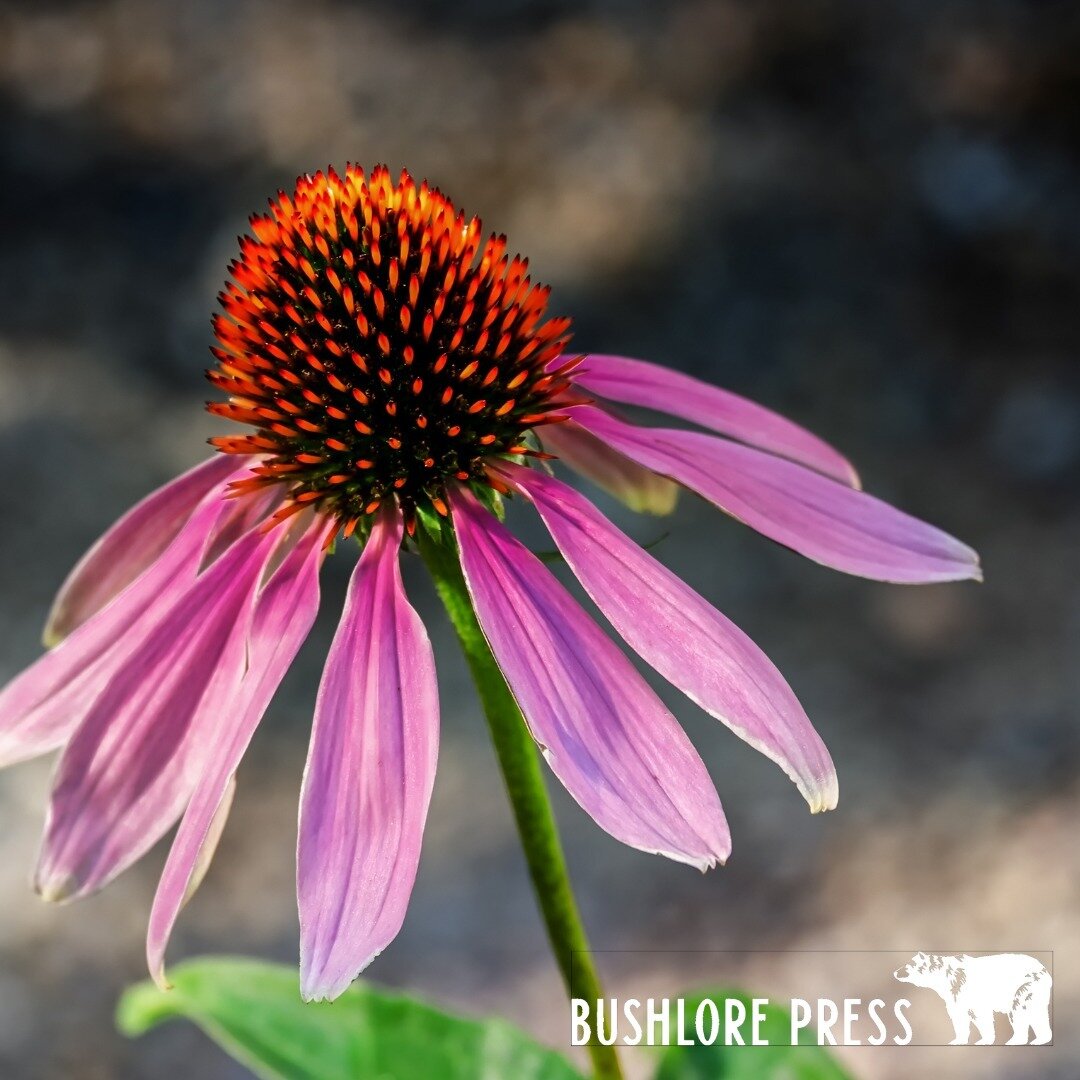 Spring Earth Medicine: Echinacea

Echinacea, scientifically known as Echinacea spp., is a vibrant and robust herbaceous plant renowned for its immune-boosting properties and effectiveness in treating infections. This botanical marvel thrives in the w