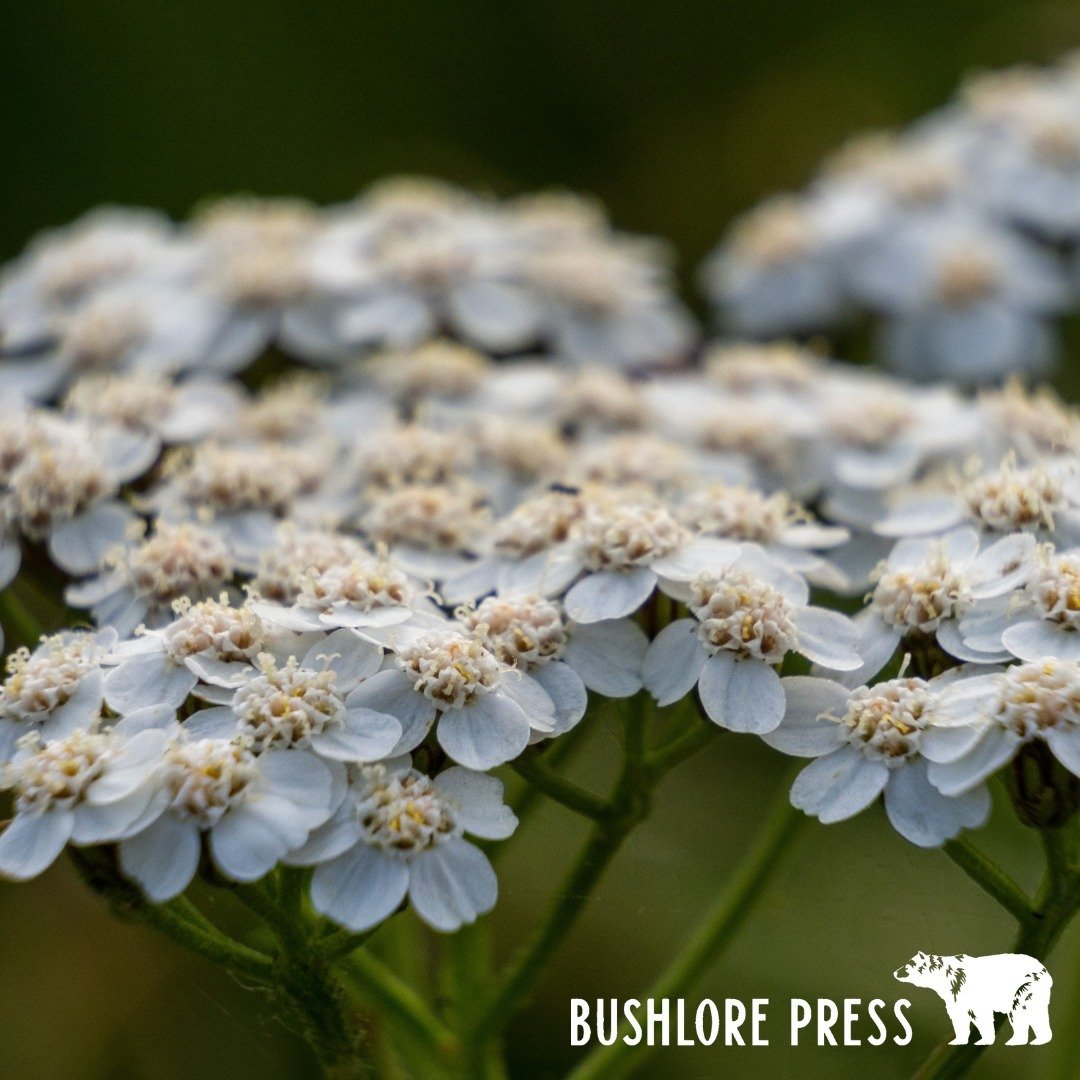 Spring Earth medicine: Yarrow

Yarrow, scientifically known as Achillea millefolium, has been a foundational element of traditional medicine for the Southwestern Dinẻ (Navajo) people due to its delicate yet potent properties. With its finely divided 