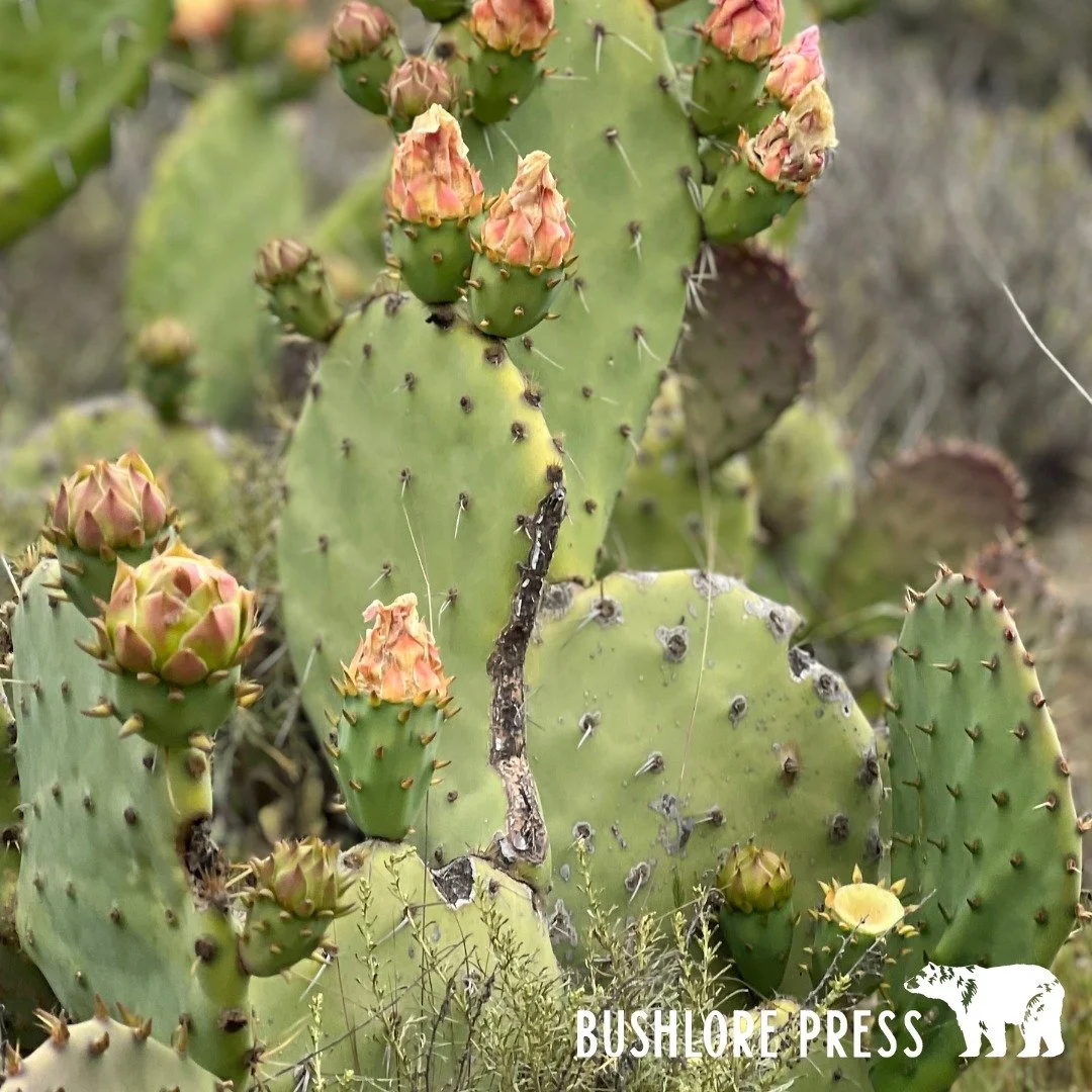 As spring unfolds in the desert southwest, prickly pear cactus (Opuntia spp.) begins to wake, offering fresh pads (nopales) that are tender, nutritious, and full of possibility. This iconic plant isn&rsquo;t just for summer fruit, spring is the time 