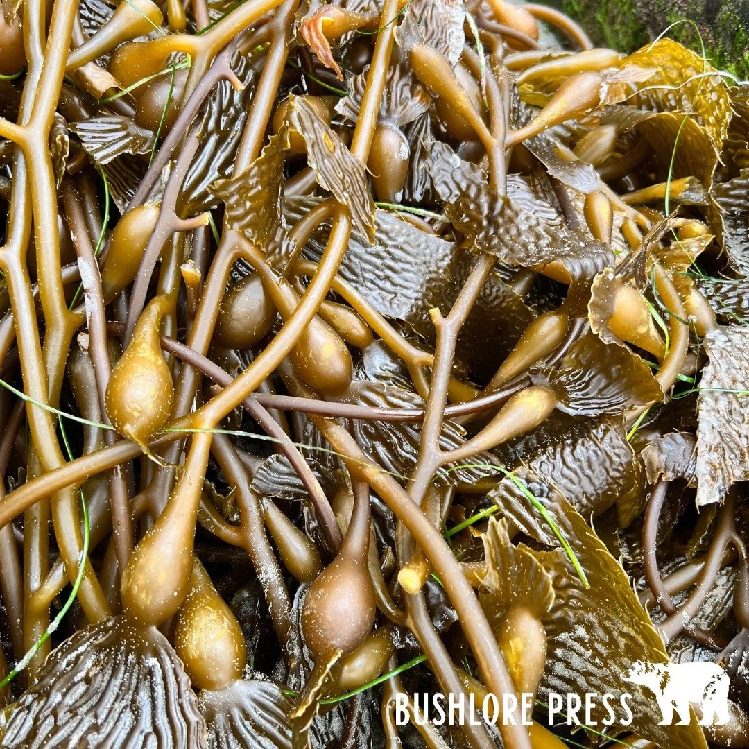 Bladder kelp (Nereocystis luetkeana), also known as bull kelp, is one of the most abundant and useful seaweeds found along the Pacific coastline. Towering in underwater forests, this fast-growing kelp provides food, shelter, and oxygen to marine life