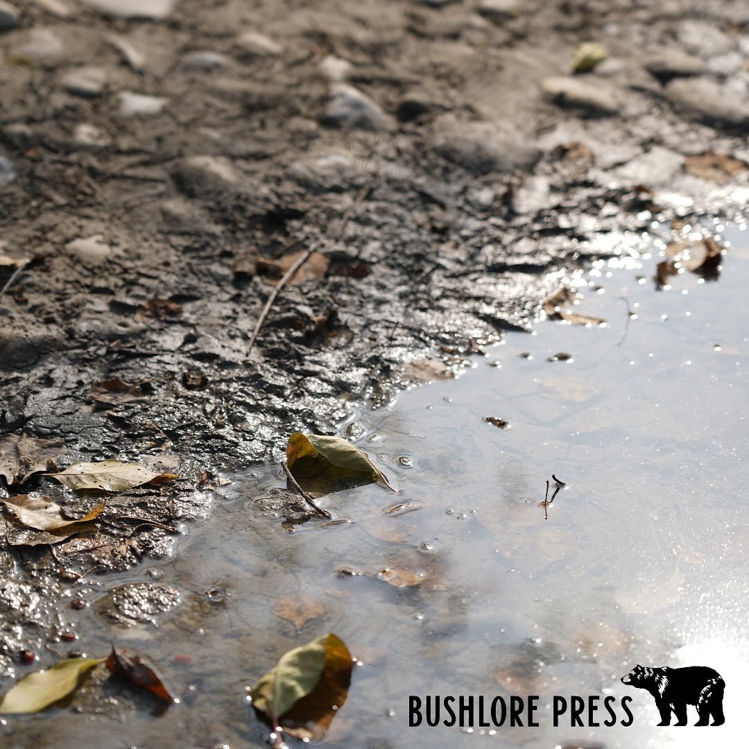 Bathing and body care rely on simple routines that keep you healthy and alert in the backcountry. A quick wash supports clear thinking and steady movement. You do not need much water or gear. You only need awareness and a few useful plants.

Stream B