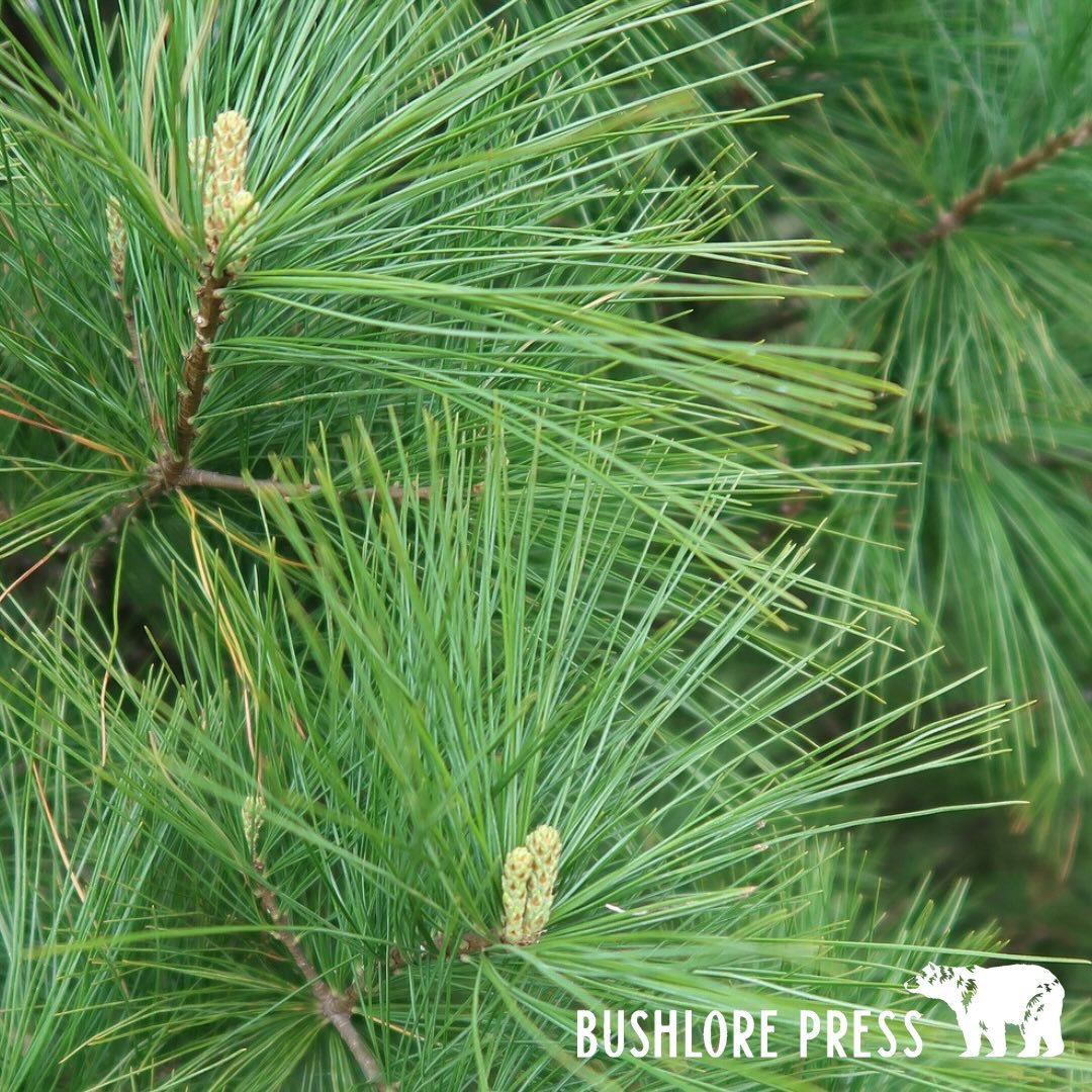 Deodorizing Plants for the Backcountry

You stay more comfortable in the backcountry when you manage odor with simple plant knowledge. These three wild plants help you stay fresh without soap or chemicals. They grow through most of the West and work 