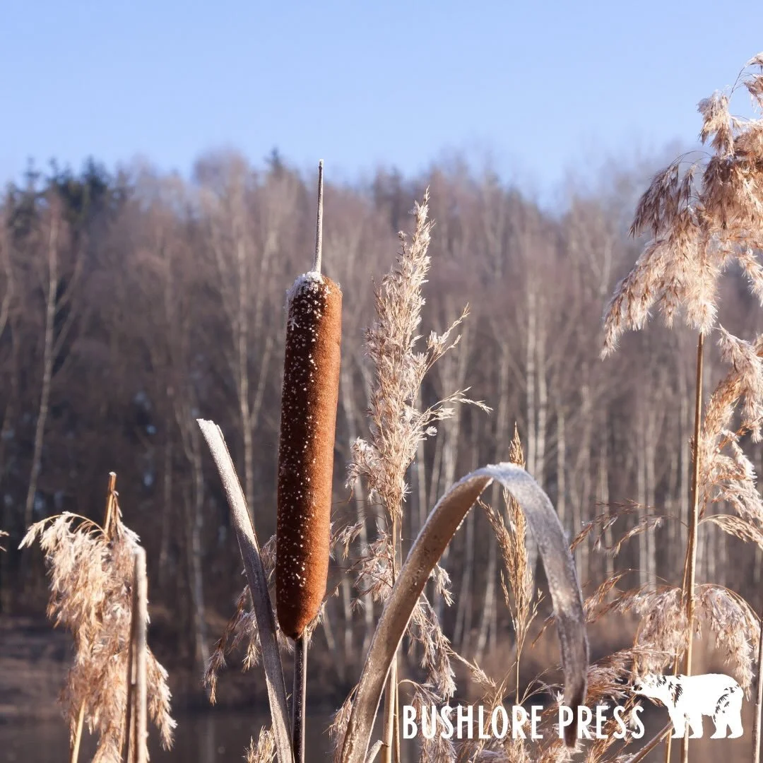 Feminine Hygiene in the Backcountry

Feminine hygiene in the backcountry rests on three priorities. Clean materials. Clean hands. Responsible disposal.

When commercial products run out, the land offers workable options. Mullein leaves feel soft due 