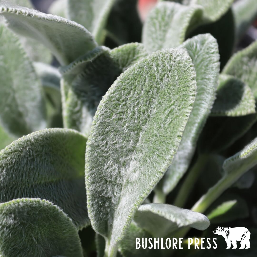 Toilet Paper from the Land

There comes a moment out there when the plan falls apart. You check your pocket. Nothing. No roll, no backup. Just you, the trees, and a quiet realization. When you run out of TP, your #2 choice comes from the land.

You s