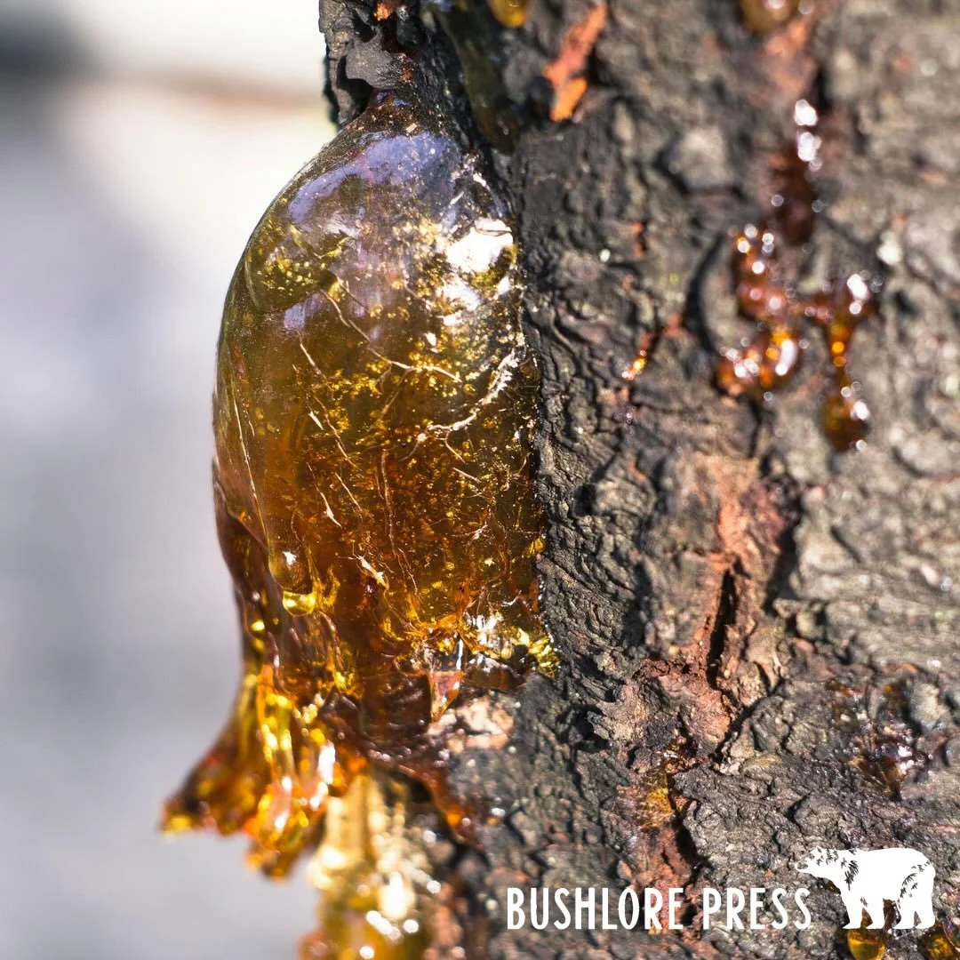 Natural Antiseptics in the Backcountry

Wound care in the backcountry rests on three priorities. 1) Clean the wound. 2) Apply protection. 3) Monitor daily.

When your FAQ supplies run out, the land offers workable solutions. 

Yarrow leaves help slow