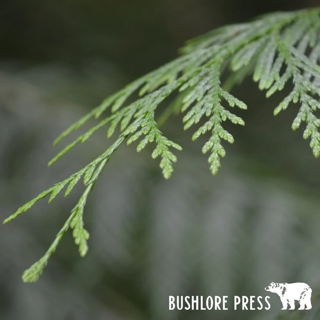 Field Foot Care

Field foot care determines how far you travel. Blisters, fungal infections, and soft skin end trips faster than hunger or cold. Your feet are trapped in heat, moisture, and friction all day. Neglect them and distance shrinks fast.

S