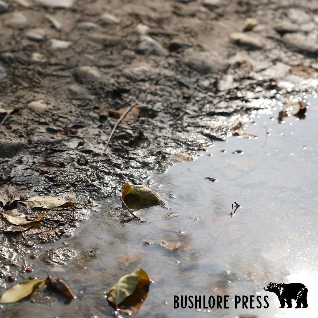 Bathing and body care rely on simple routines that keep you healthy and alert in the backcountry. A quick wash supports clear thinking and steady movement. You do not need much water or gear. You only need awareness and a few useful plants.

Stream B