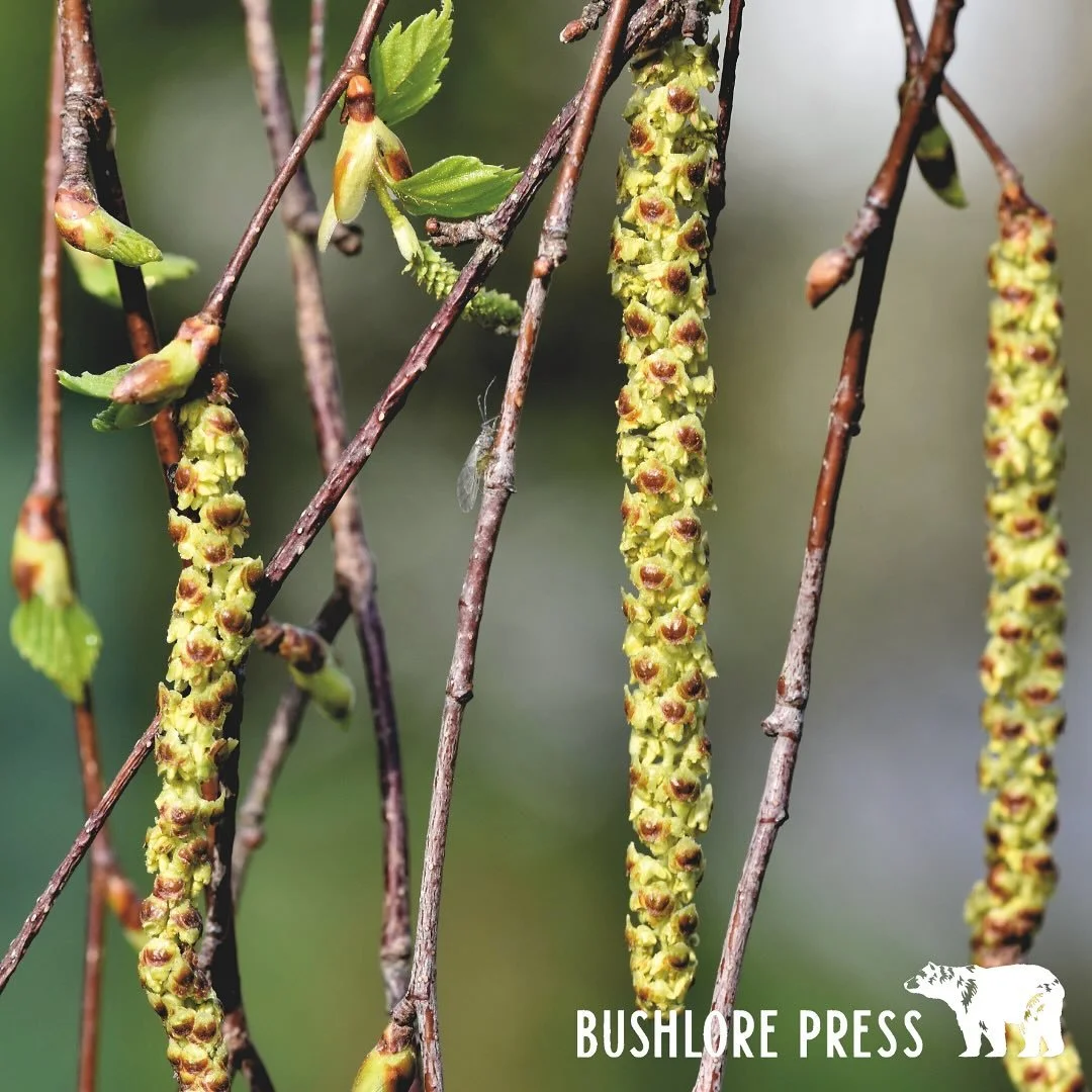 You don&rsquo;t need a plastic toothbrush to keep your teeth clean in the backcountry. For centuries, people across Turtle Island used simple chew sticks, fresh twigs from the right trees, to clean their teeth and gums.

Willow and birch work best. C