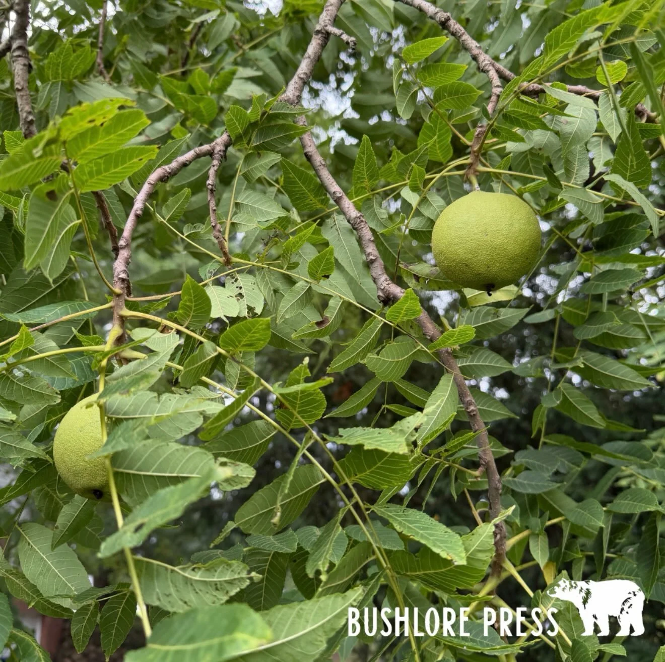 When I was a kid, getting to the meat of a Black Walnut (Juglans nigra) took considerable effort. I cracked the hard shells with rocks or a hammer, picking out every small piece worth saving. By the time I finished, my hands were stained brown for da