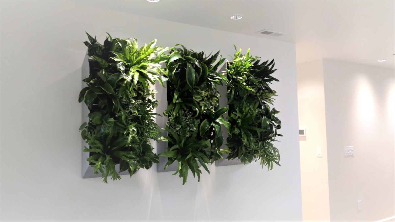 Living Walls Grouped
