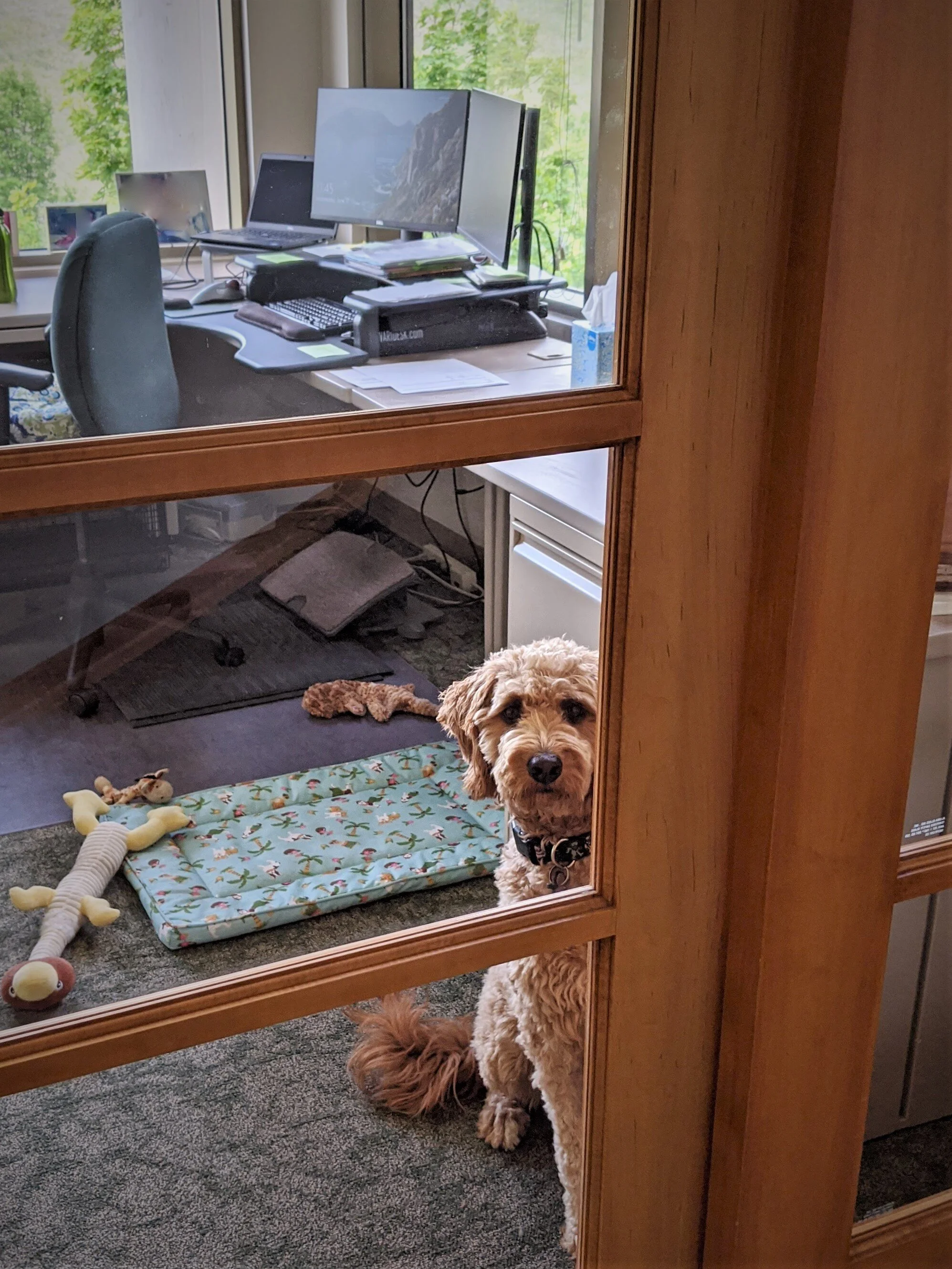 dog HW.jpg