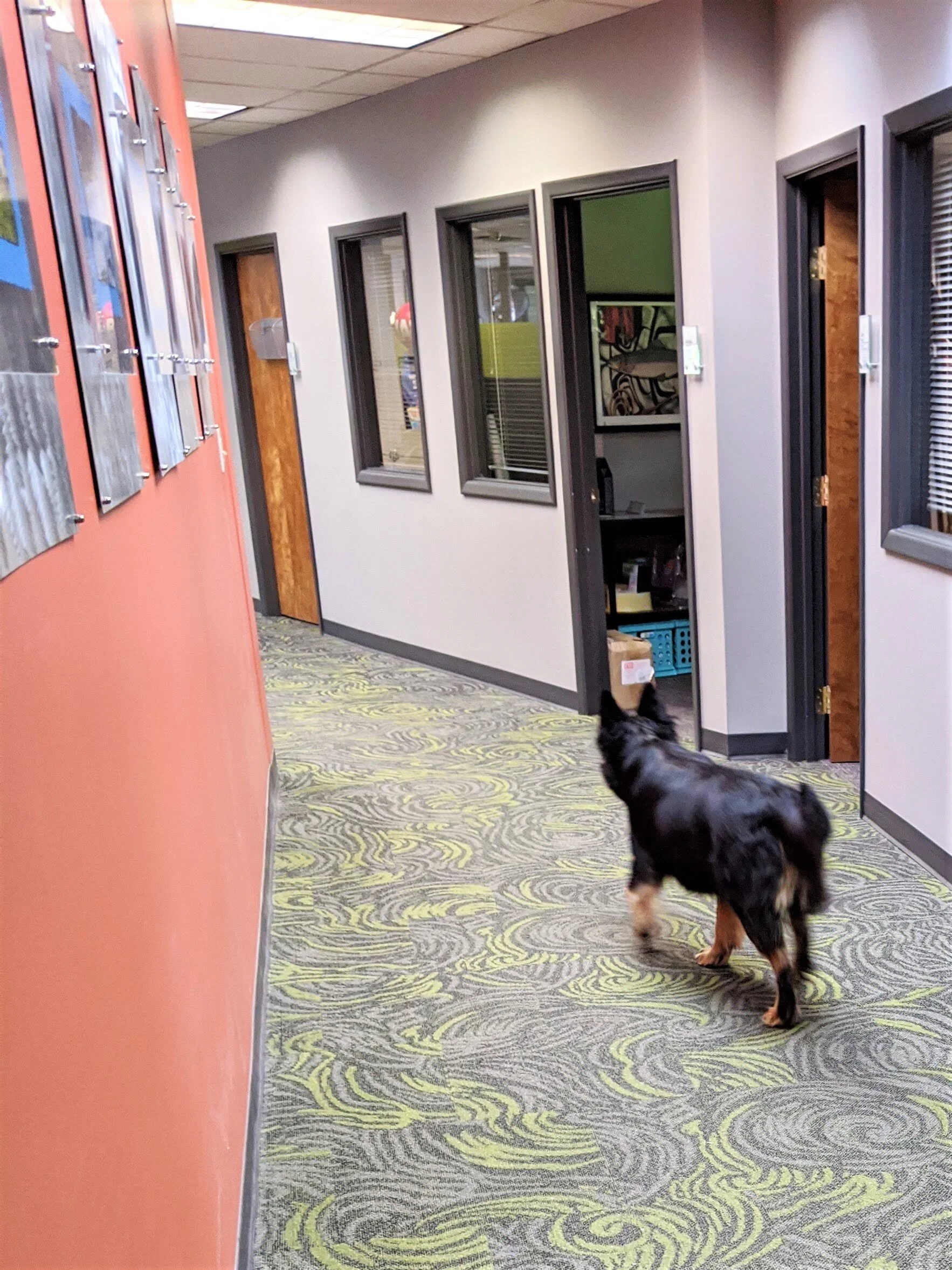 dog ID lottery hall.jpg