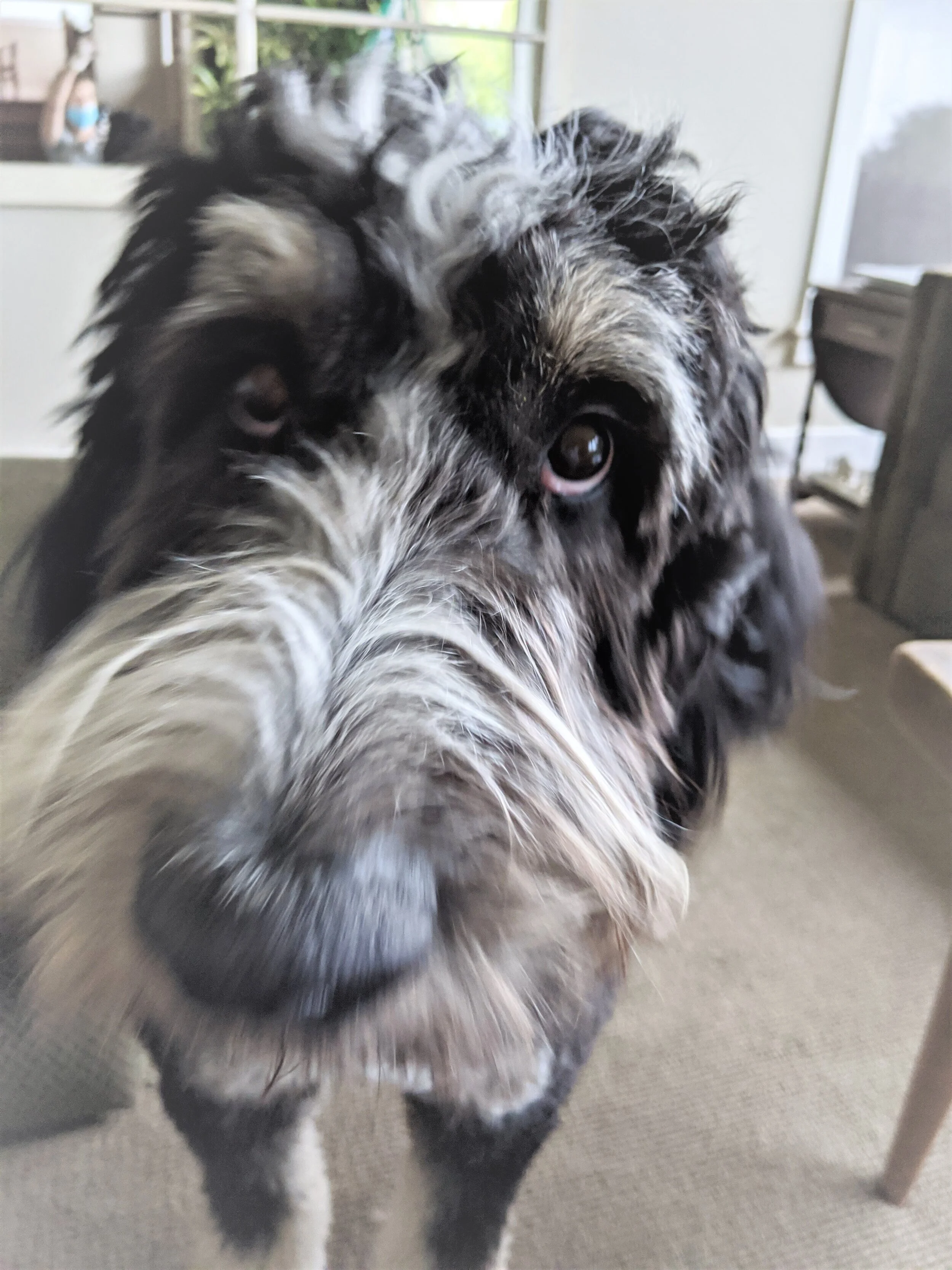 dog+rookie+closeup.jpg