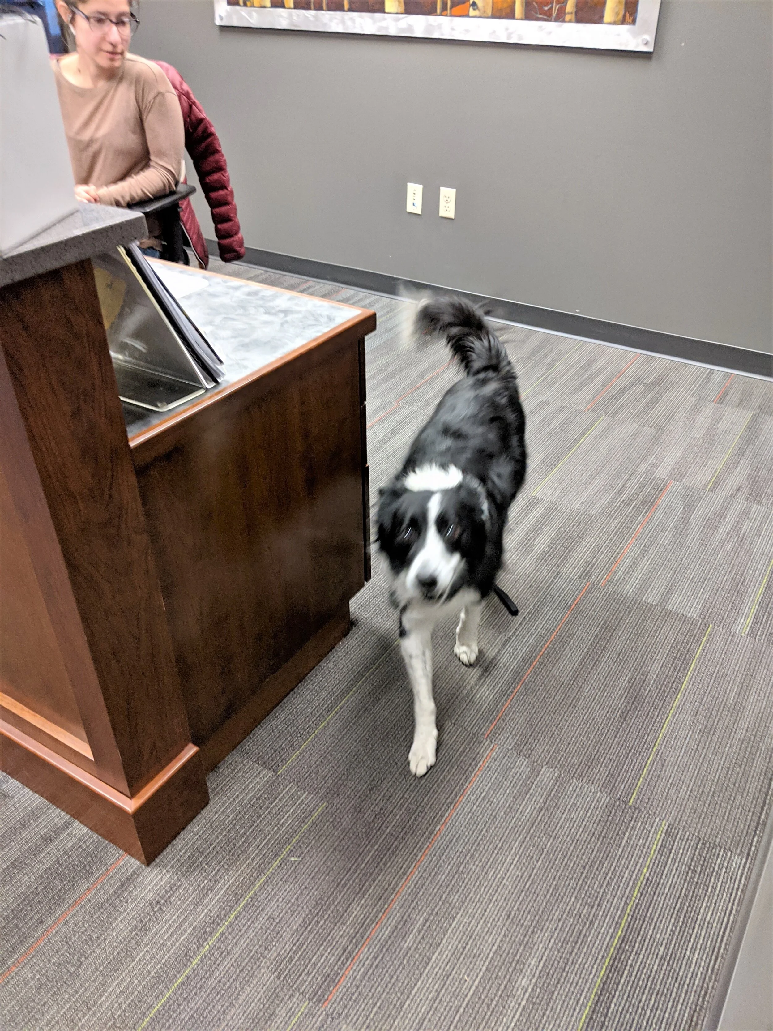 dog grp1 desk.jpg