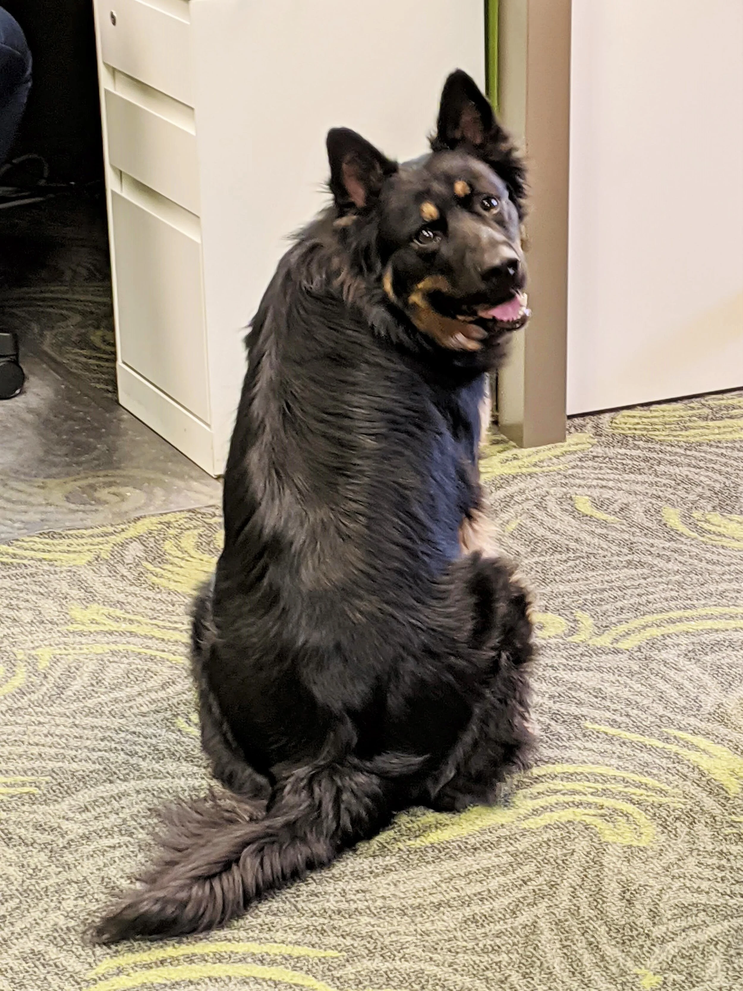 dog ID lottery.jpg
