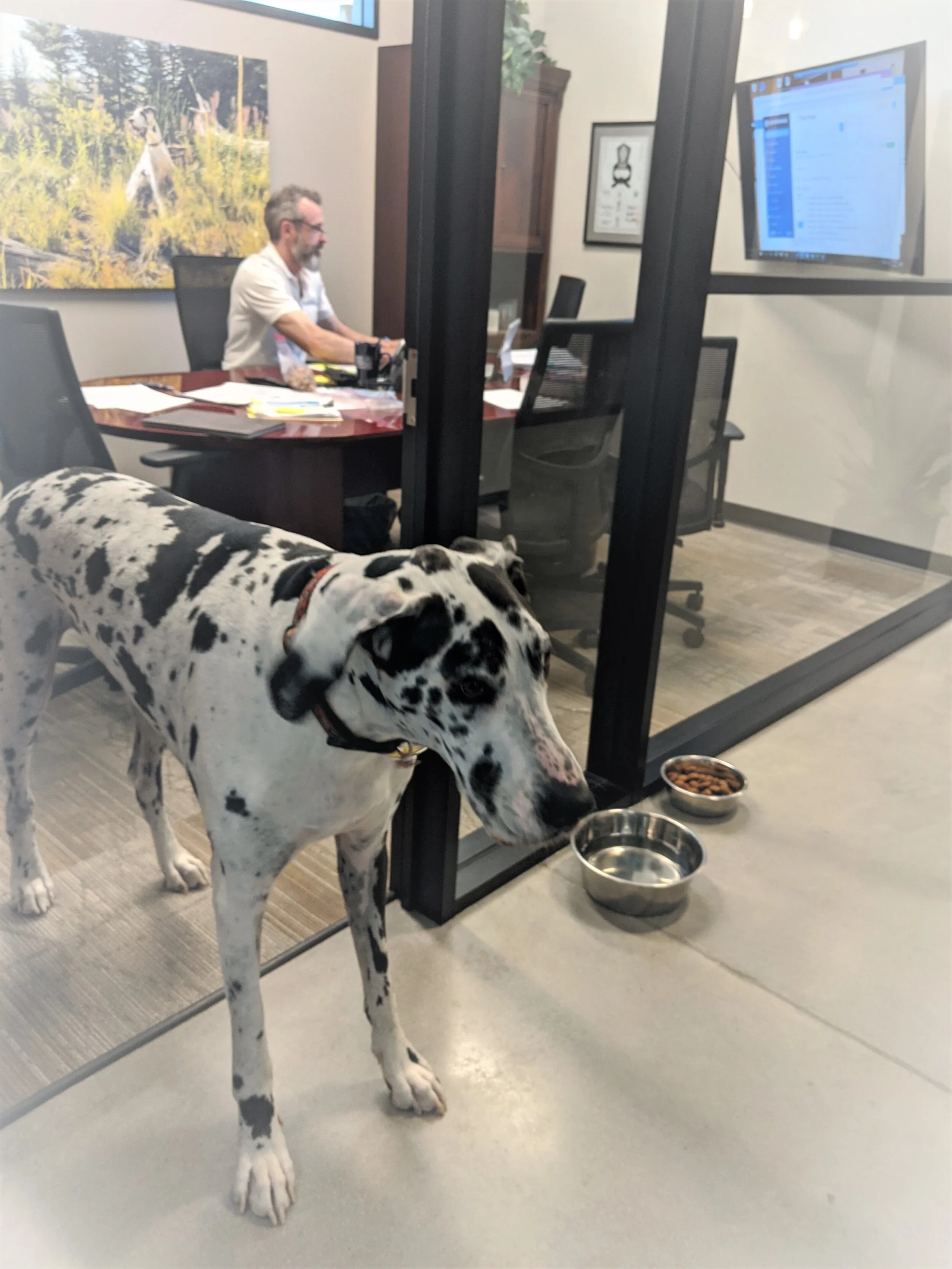 Angstman dog.jpg