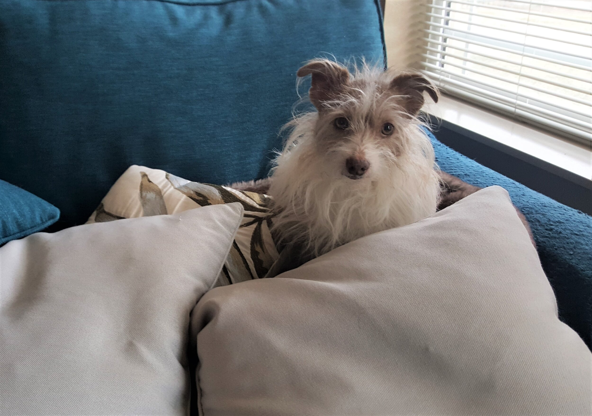 JetPuff on couch.jpg
