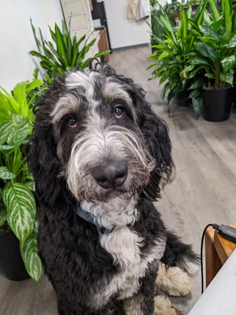 Rookie — GNT Greenhouse Mascot