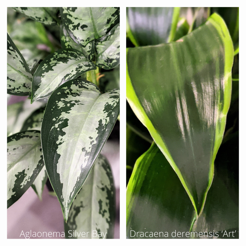 variegated leaves side by side .png
