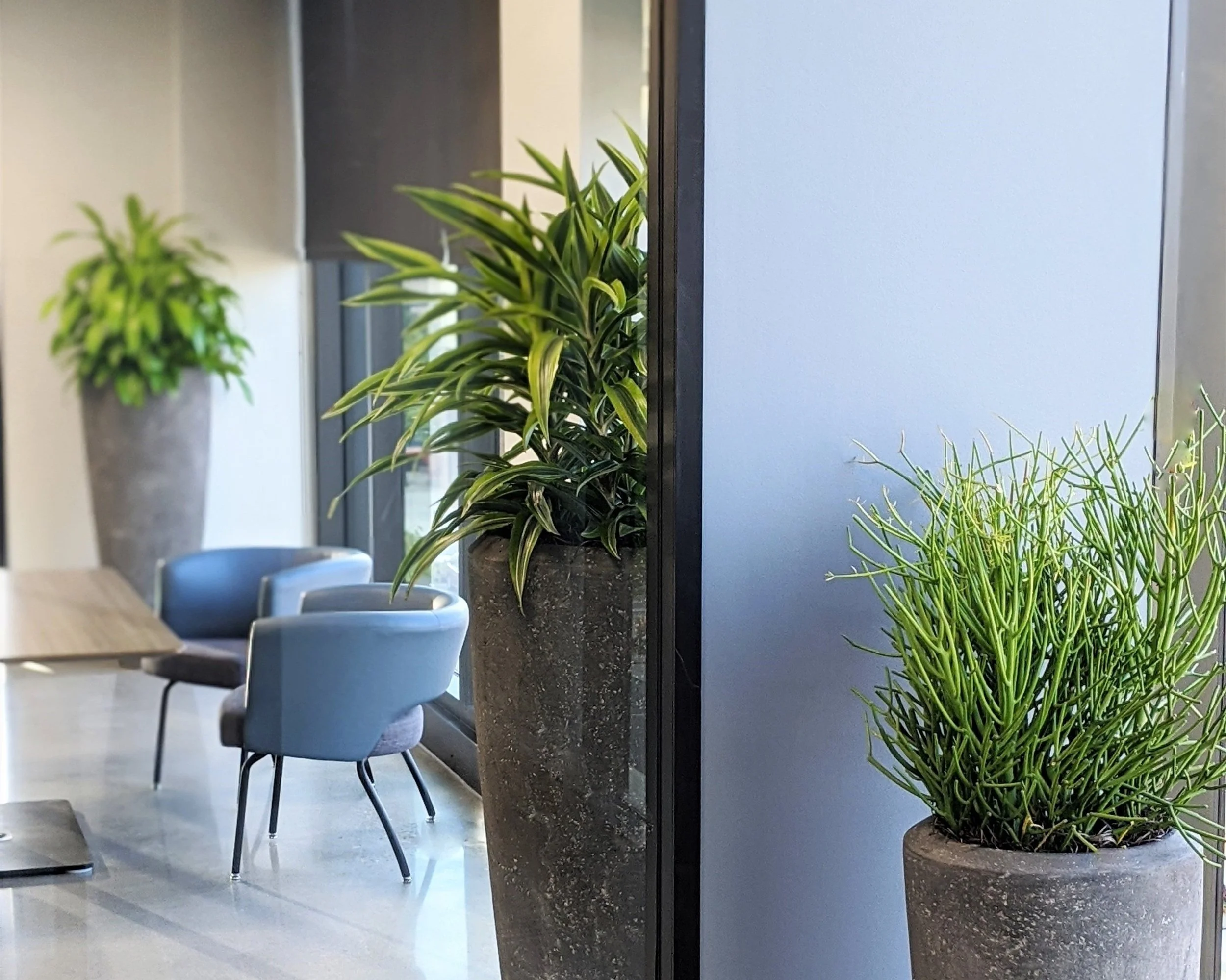 How Office Plants Quietly Speak Your Brand 